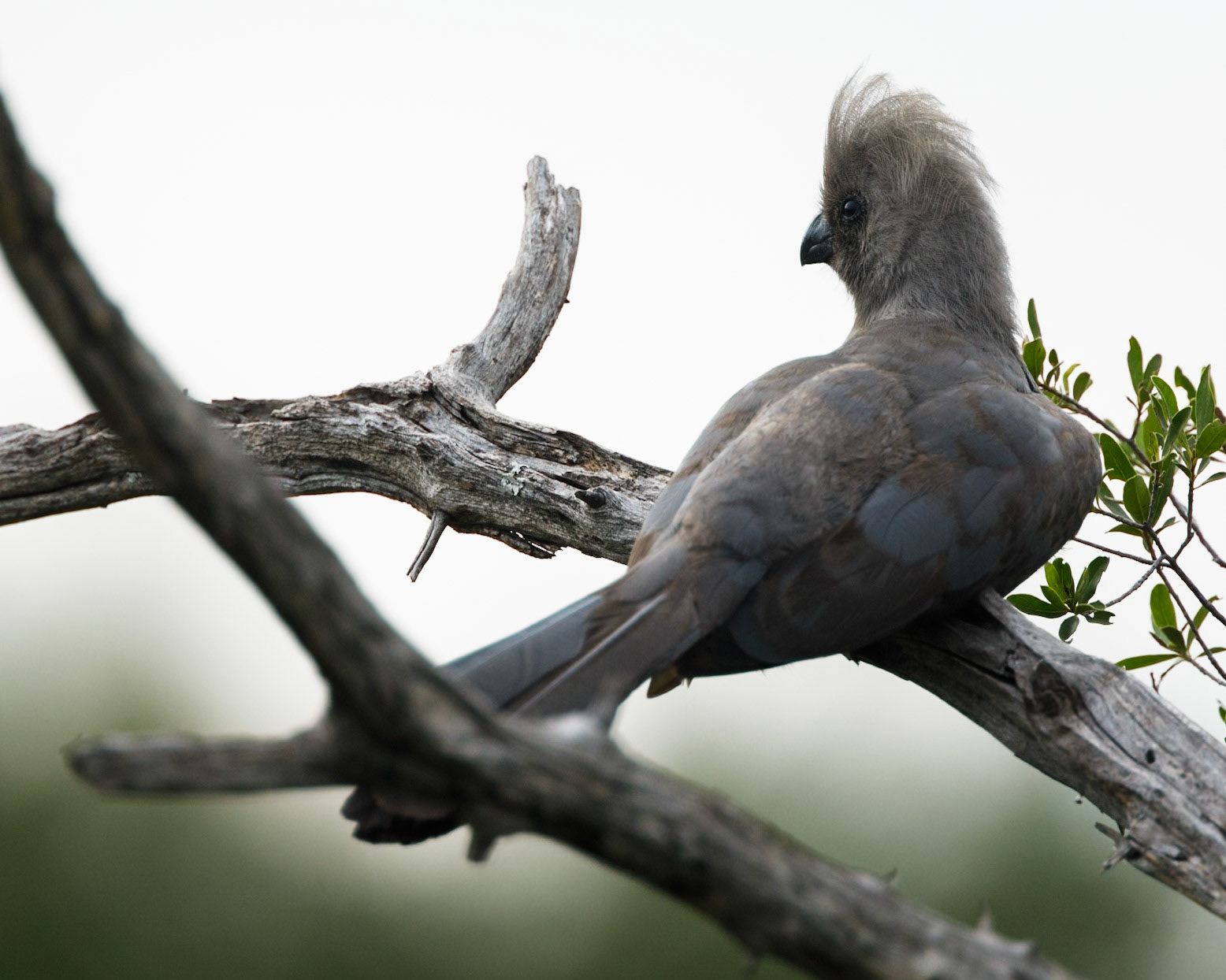 Grey go-away-bird