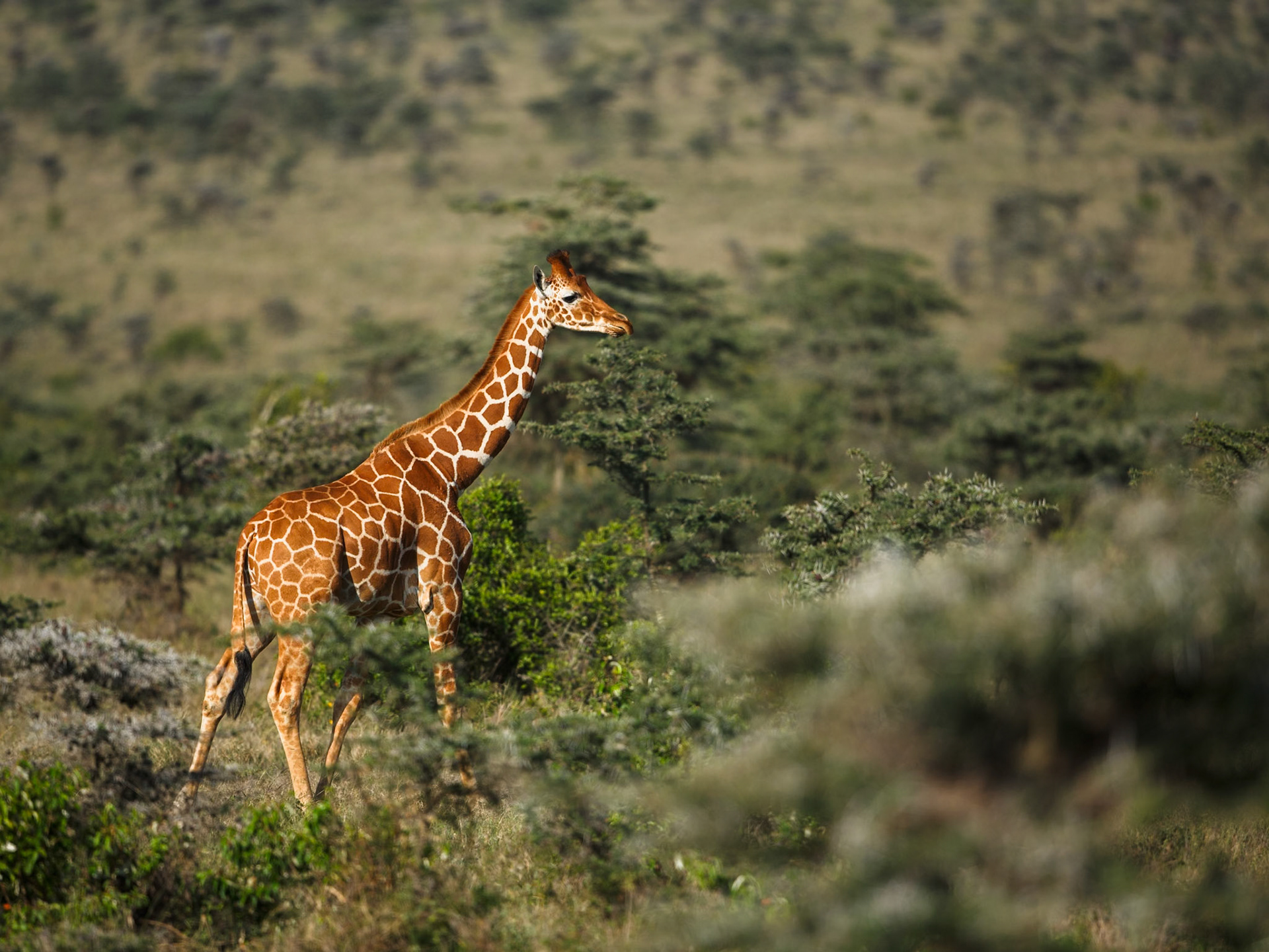Giraffe in Masai Mara 2014