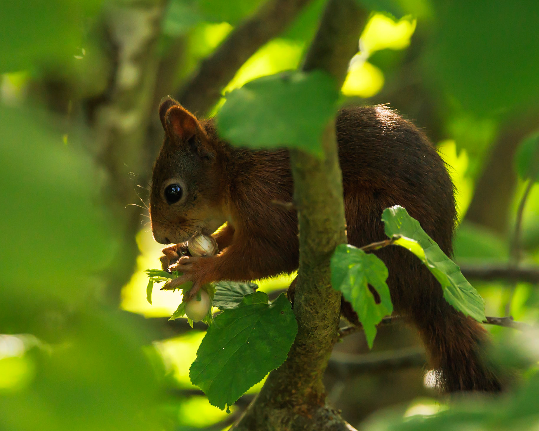 Red Squirrel