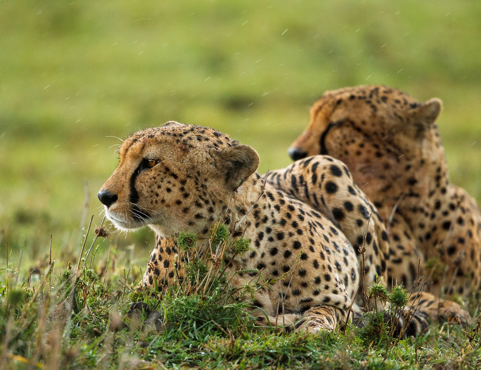 Cheetah in Masai Mara 2014