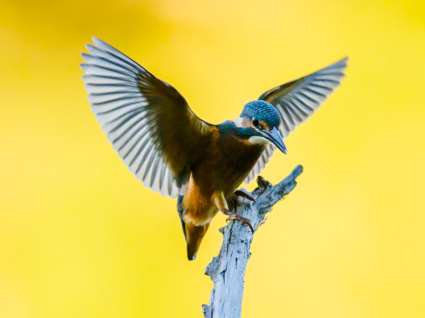 Common Kingfisher
