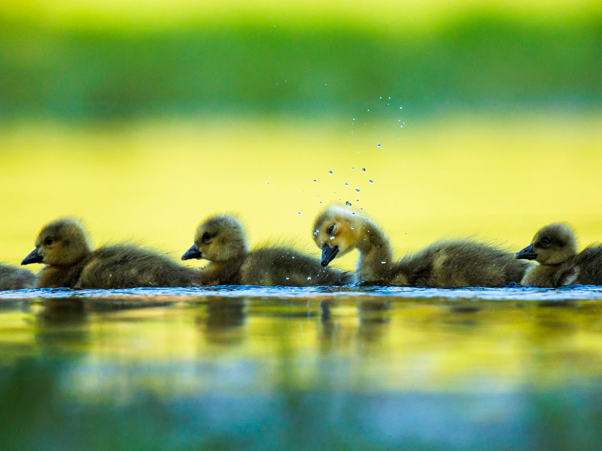 Canada Goose