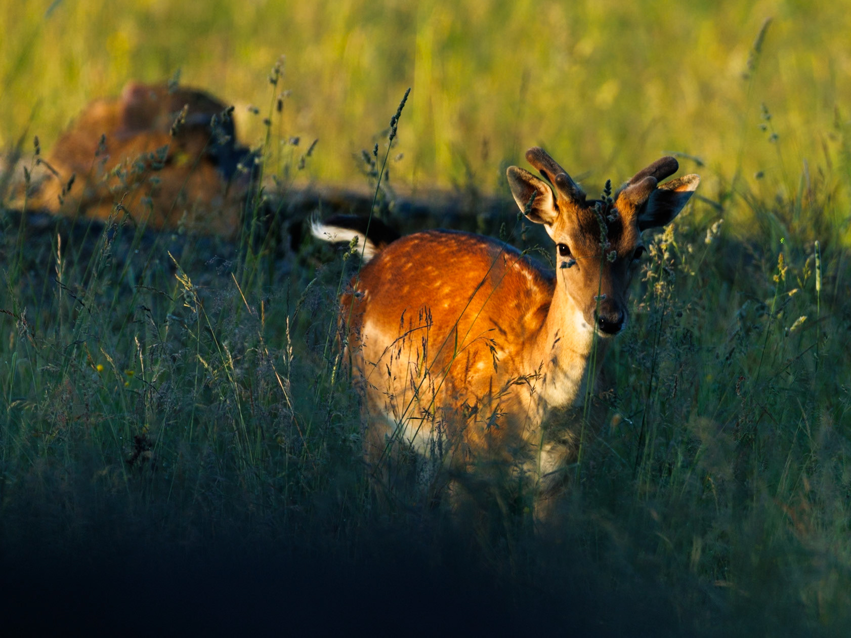 Fallow deer