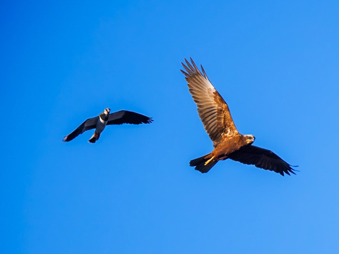 Western Marsh Harrier