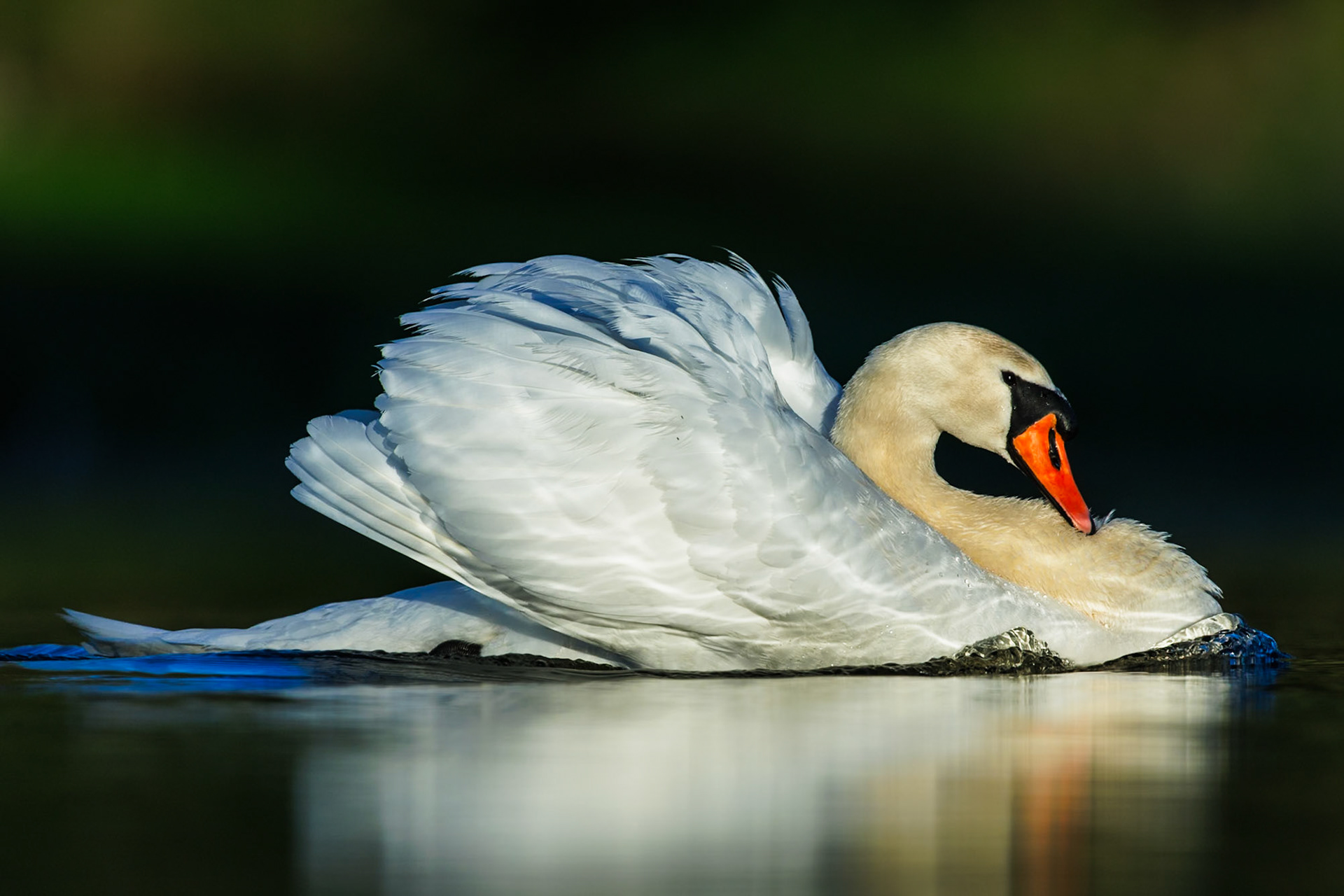Mute swan
