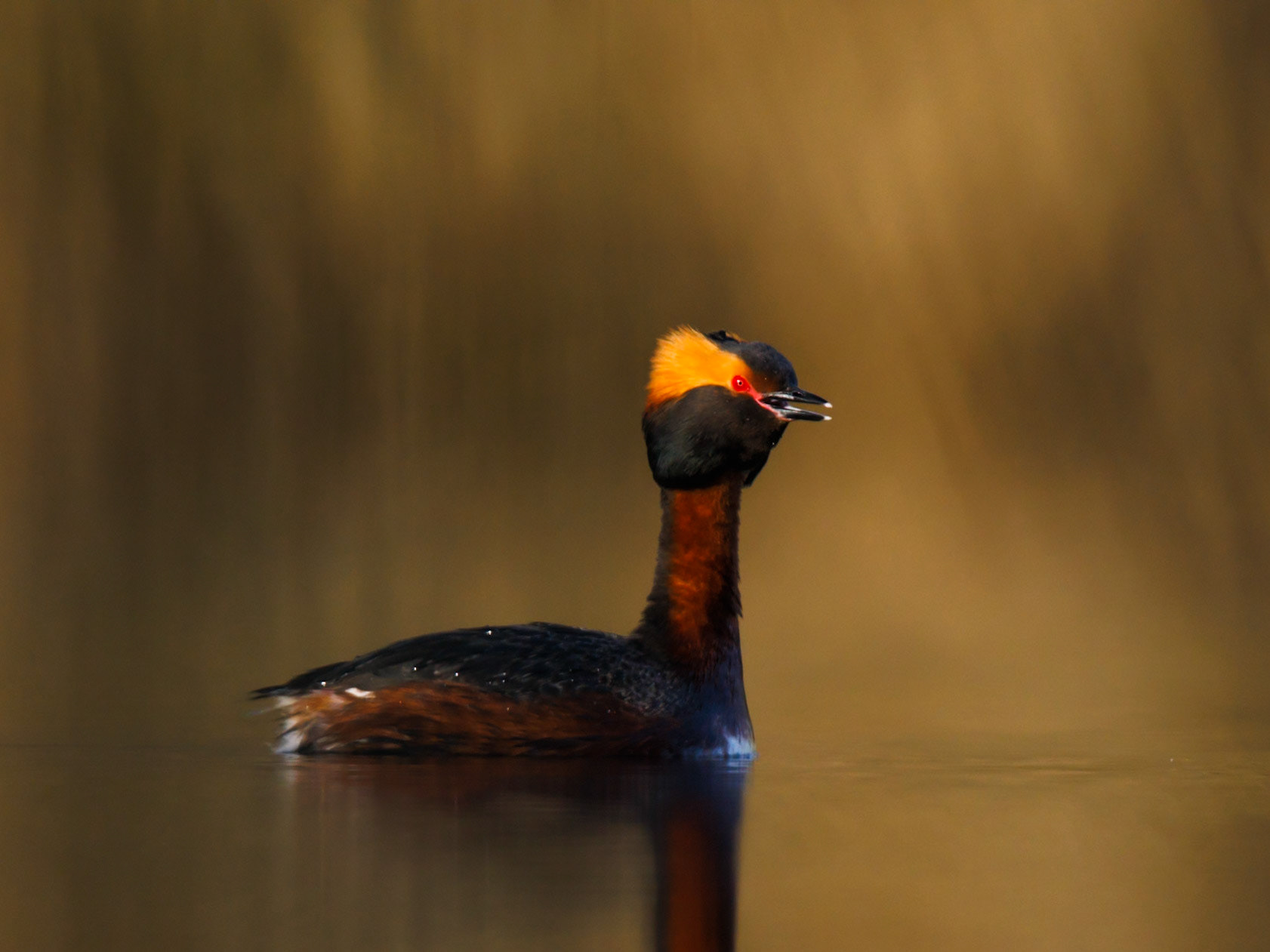 Slavonian Grebe
