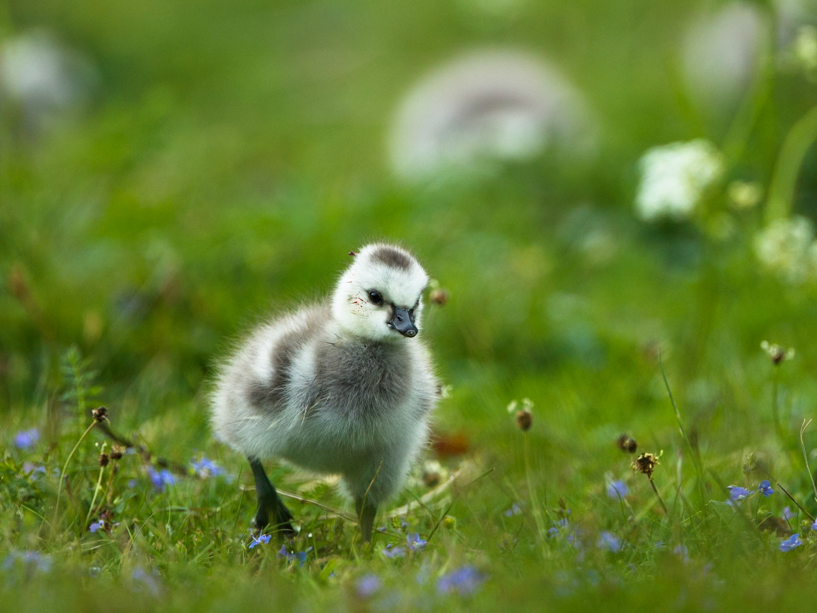 Barnacle Goose