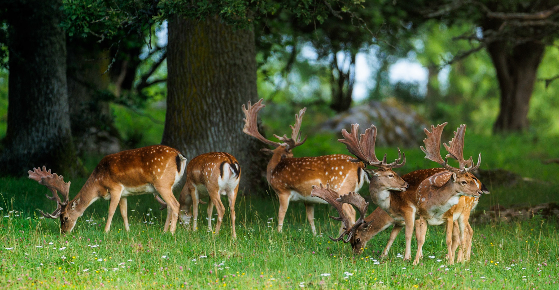 Fallow Deer