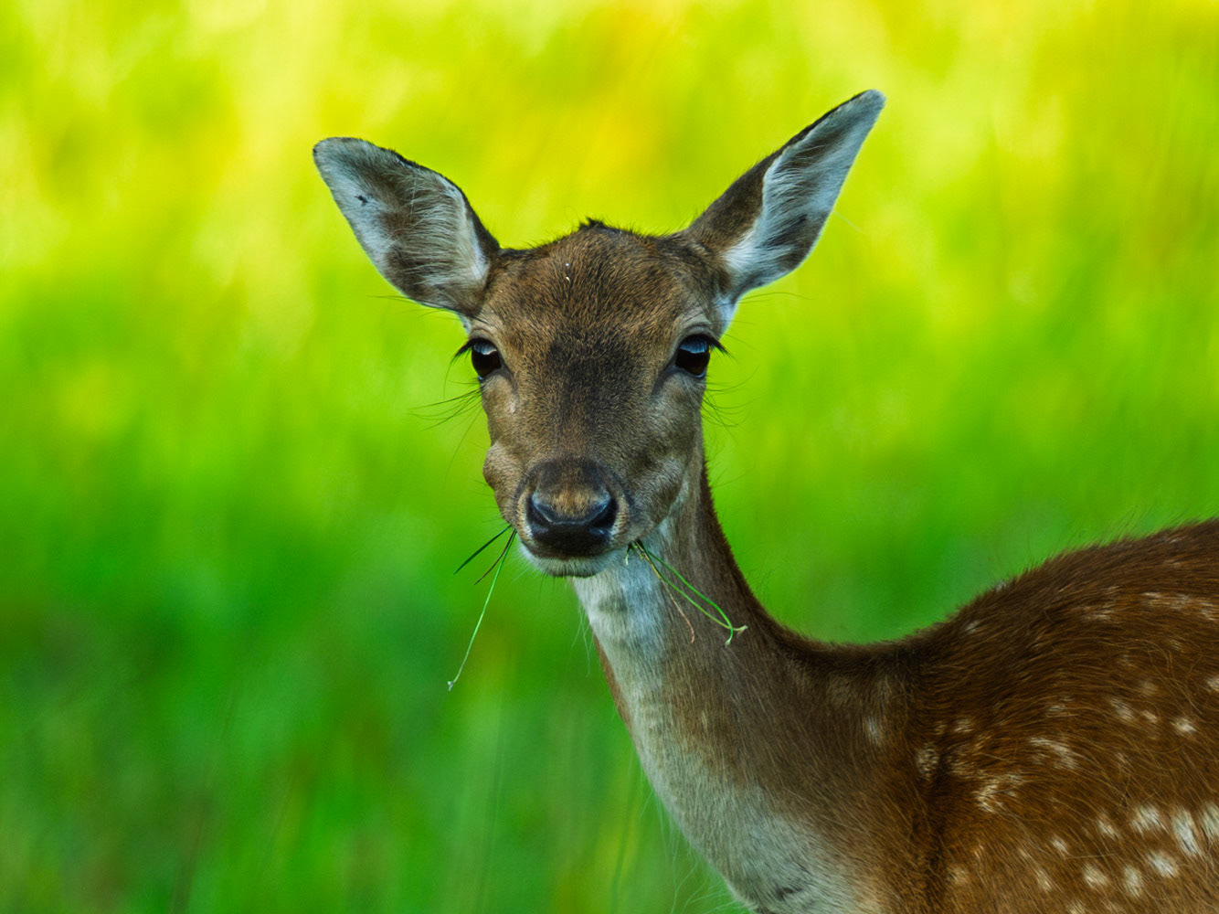 Fallow Deer