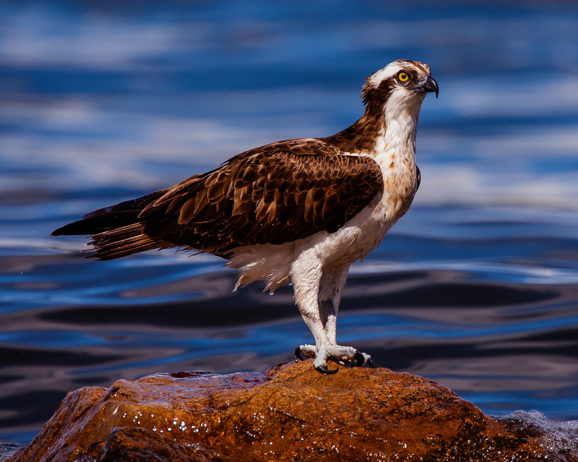 Osprey