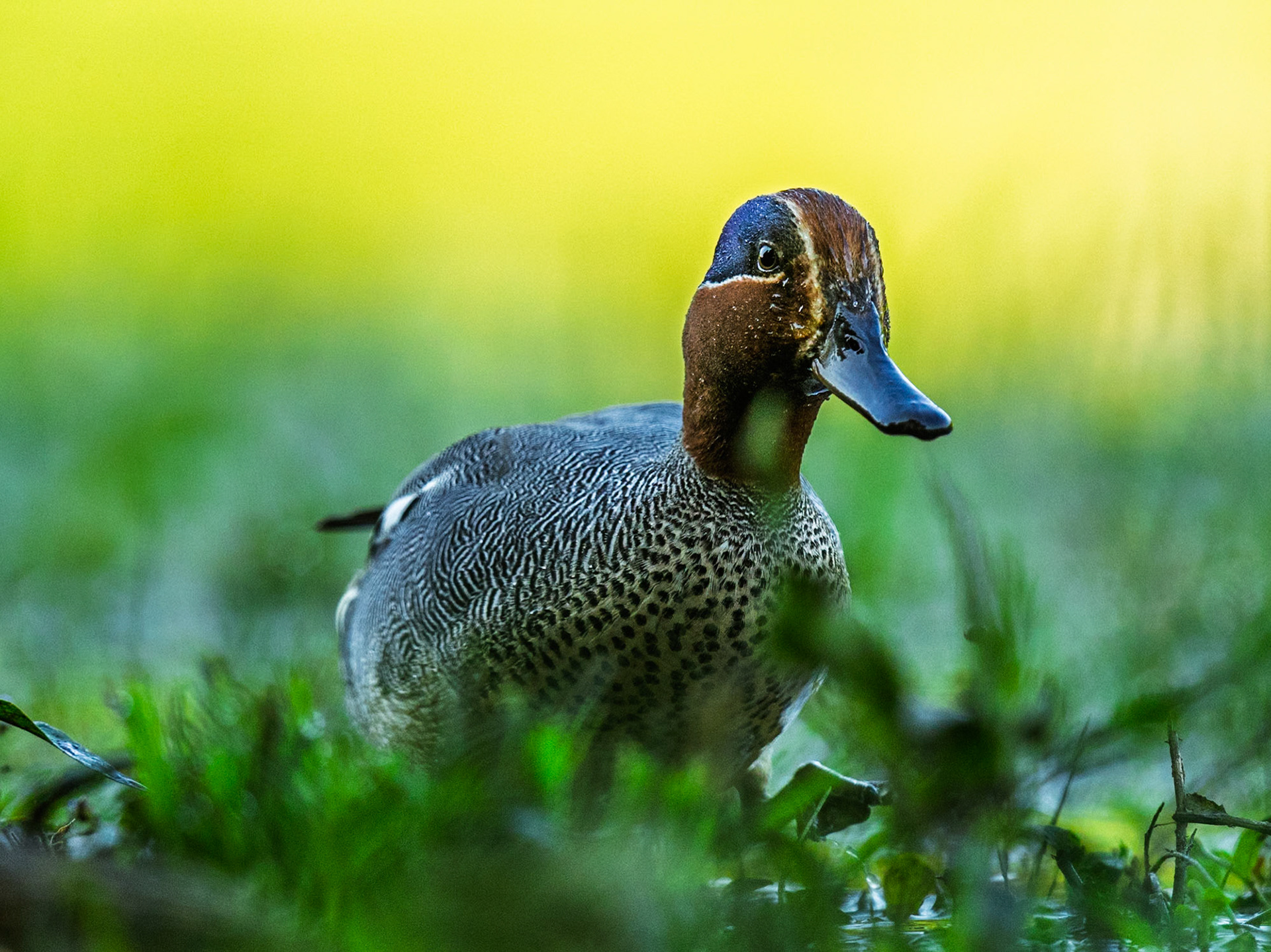 Common Teal