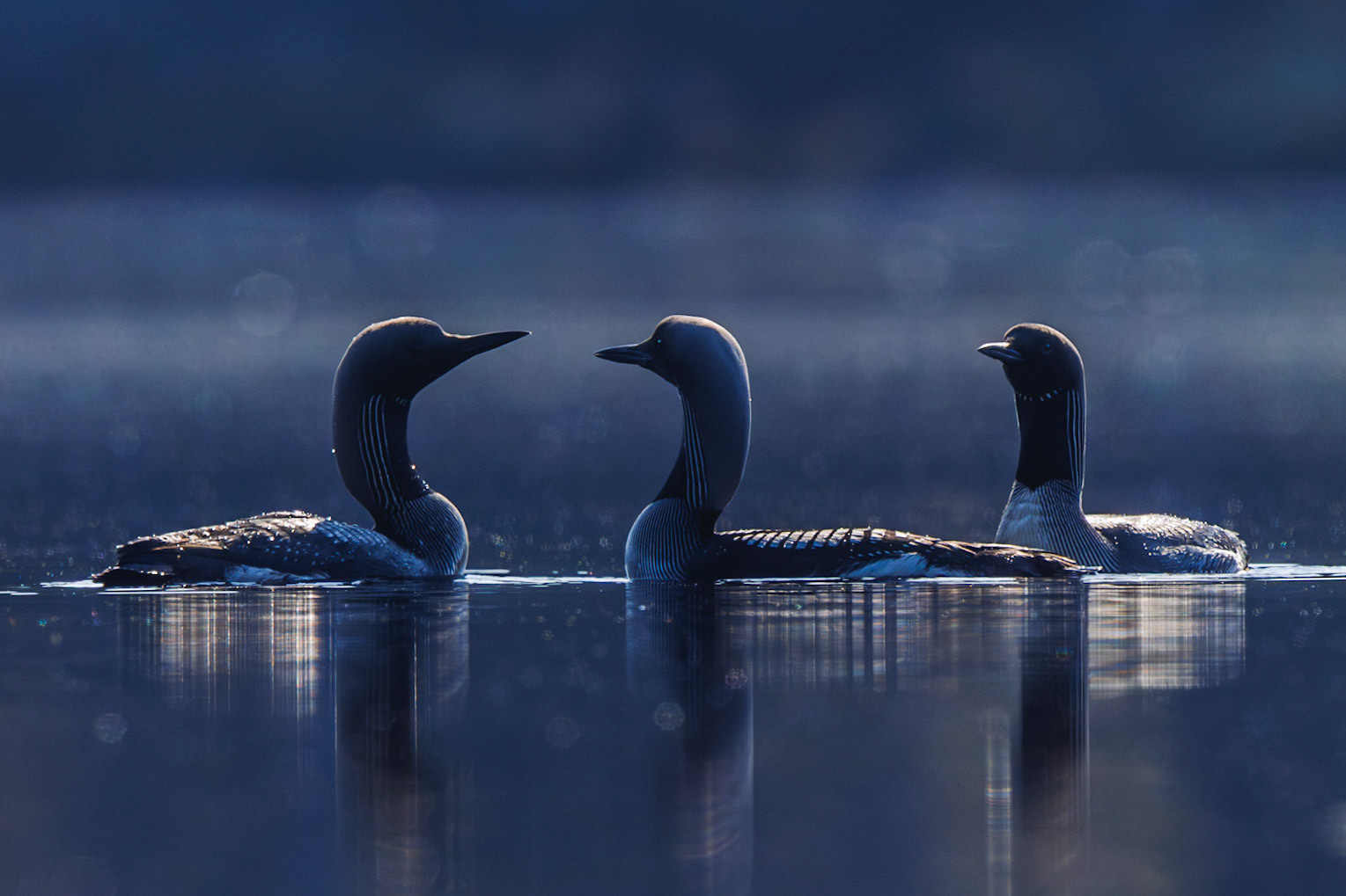 Black-throated Diver