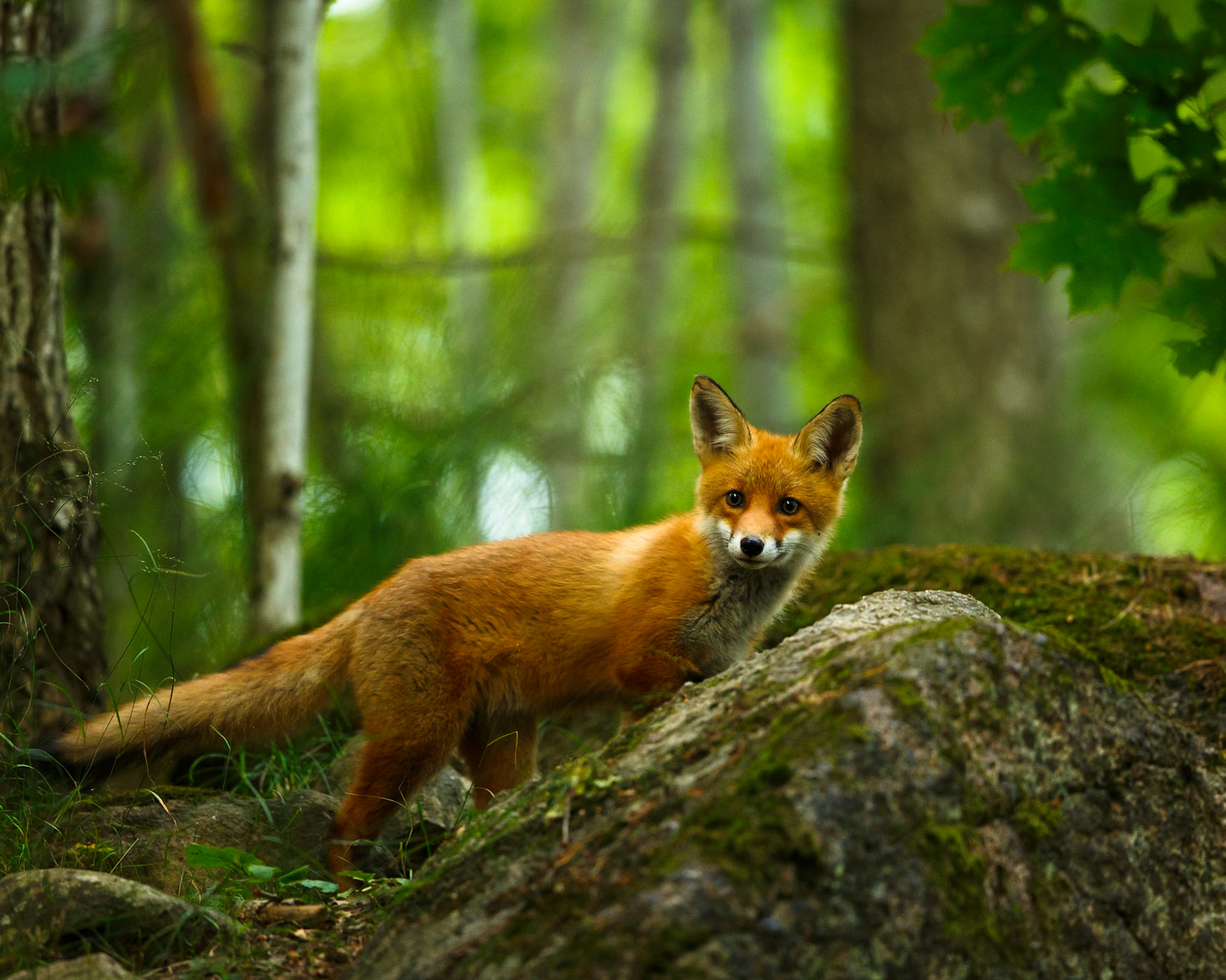 Red Fox