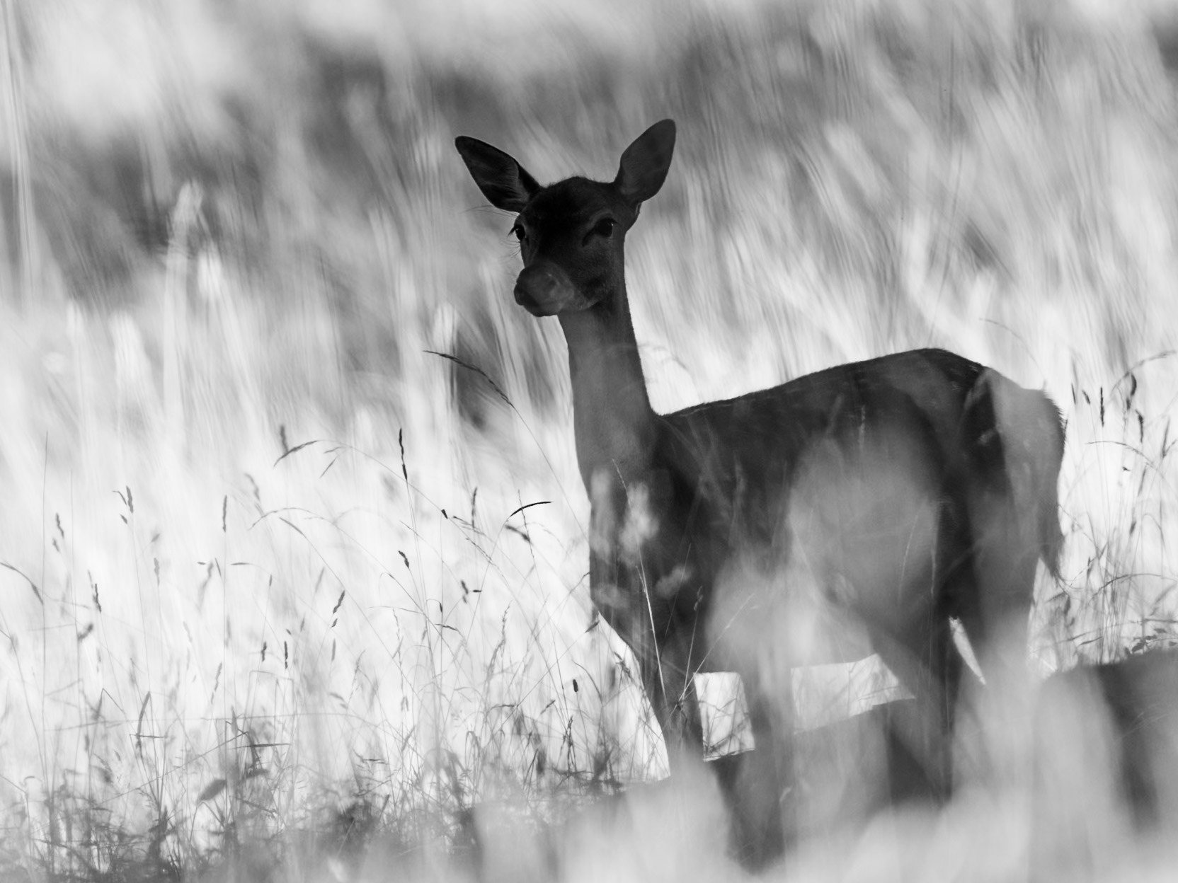 Fallow deer
