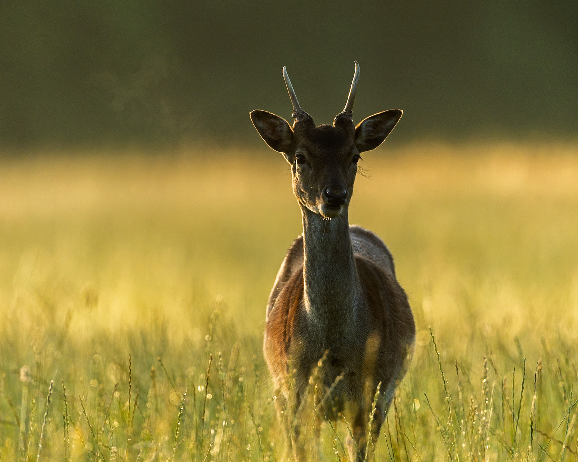 Fallow deer