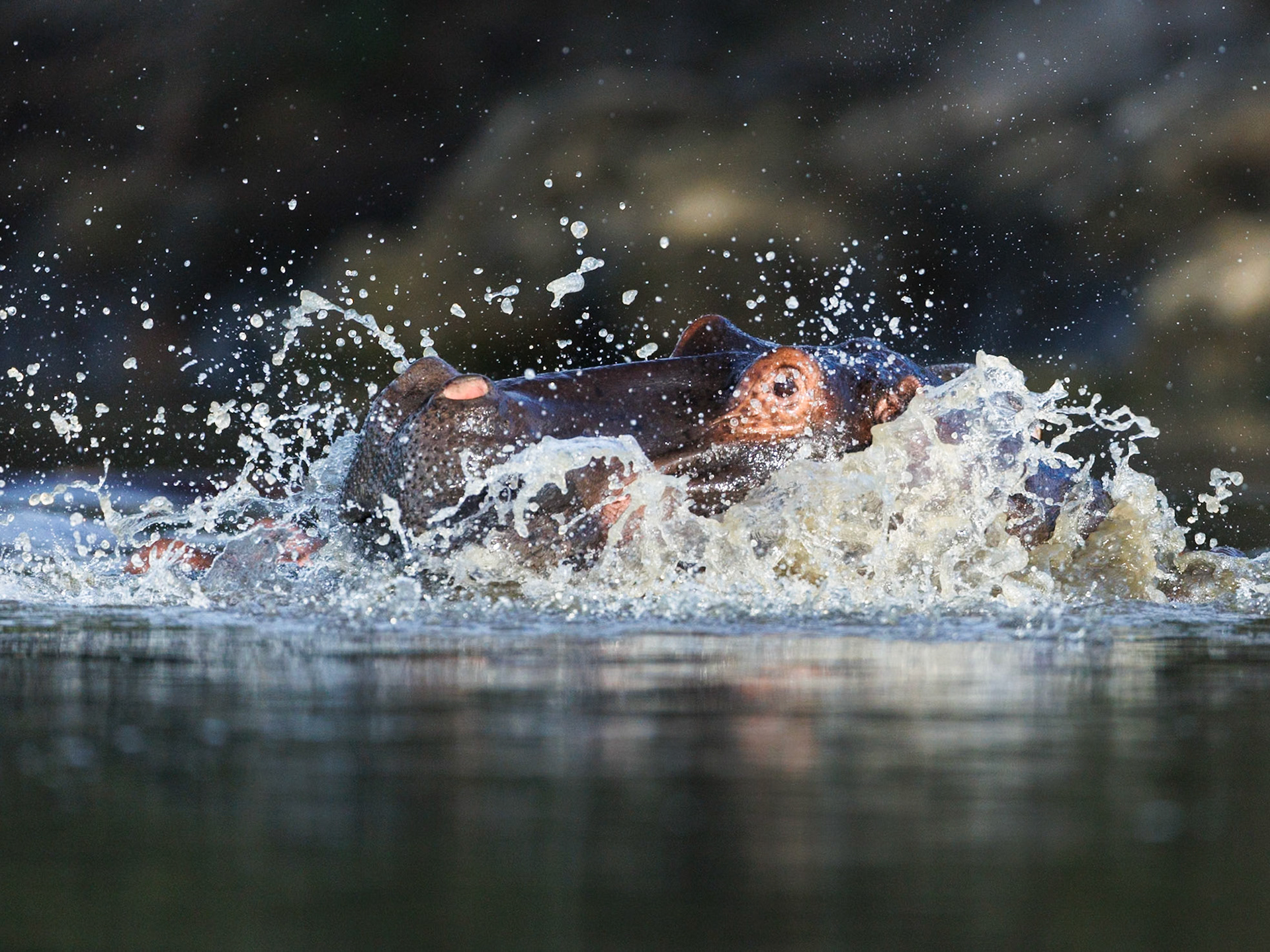 Hippo in Masai Mara 2026
