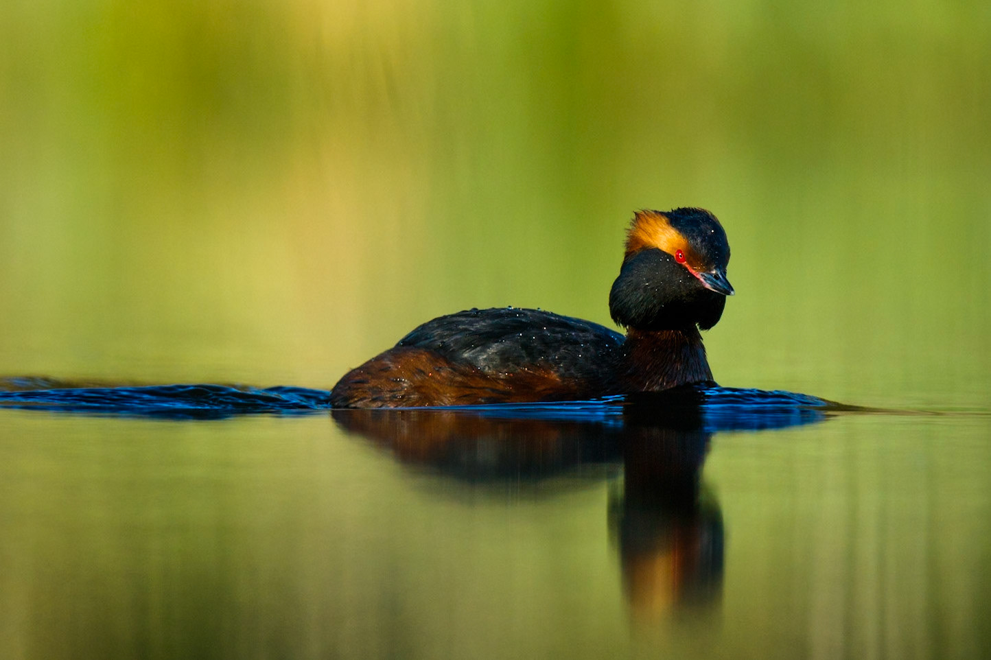 Slavonian Grebe
