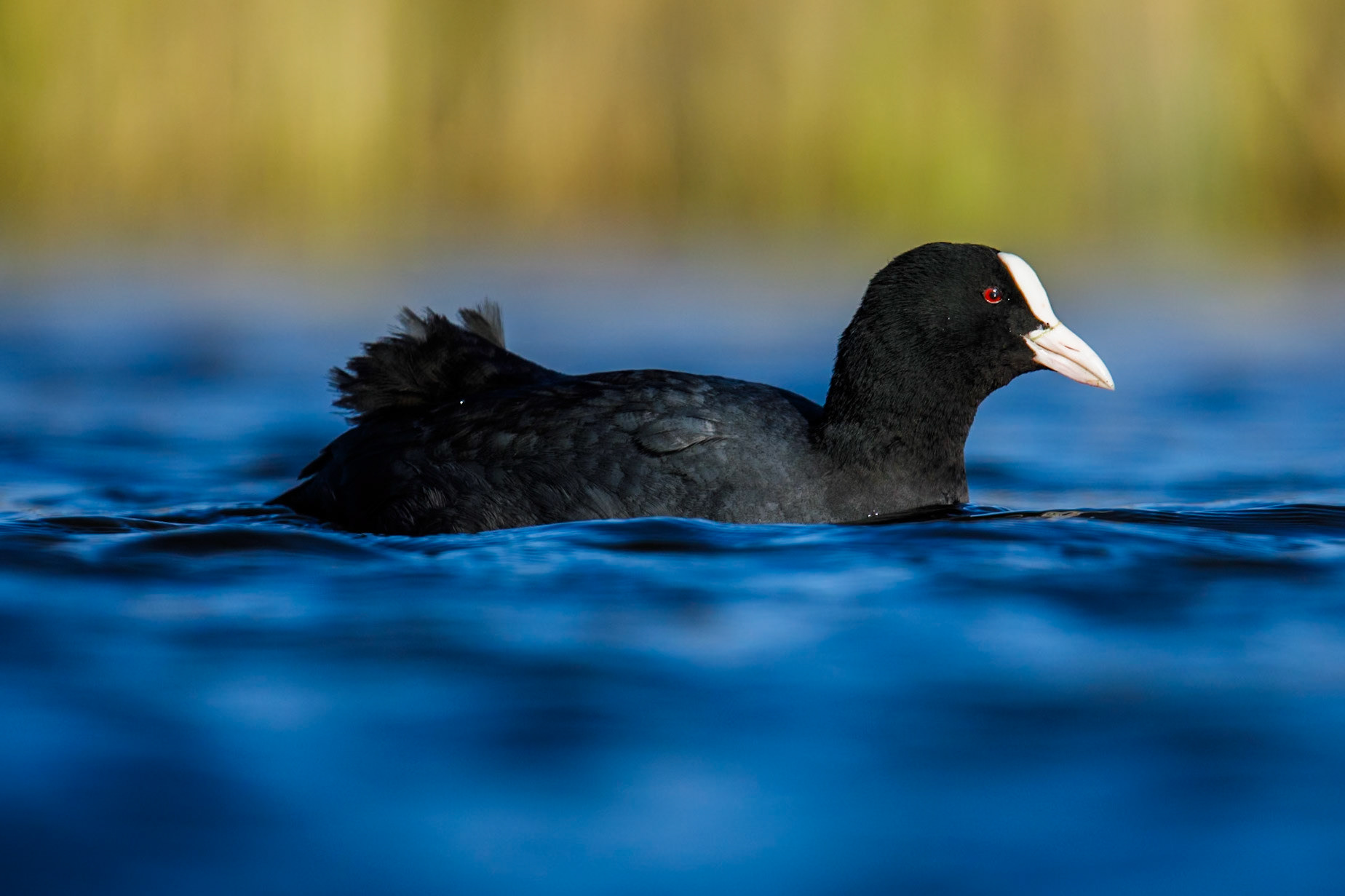 Eurasian Coot