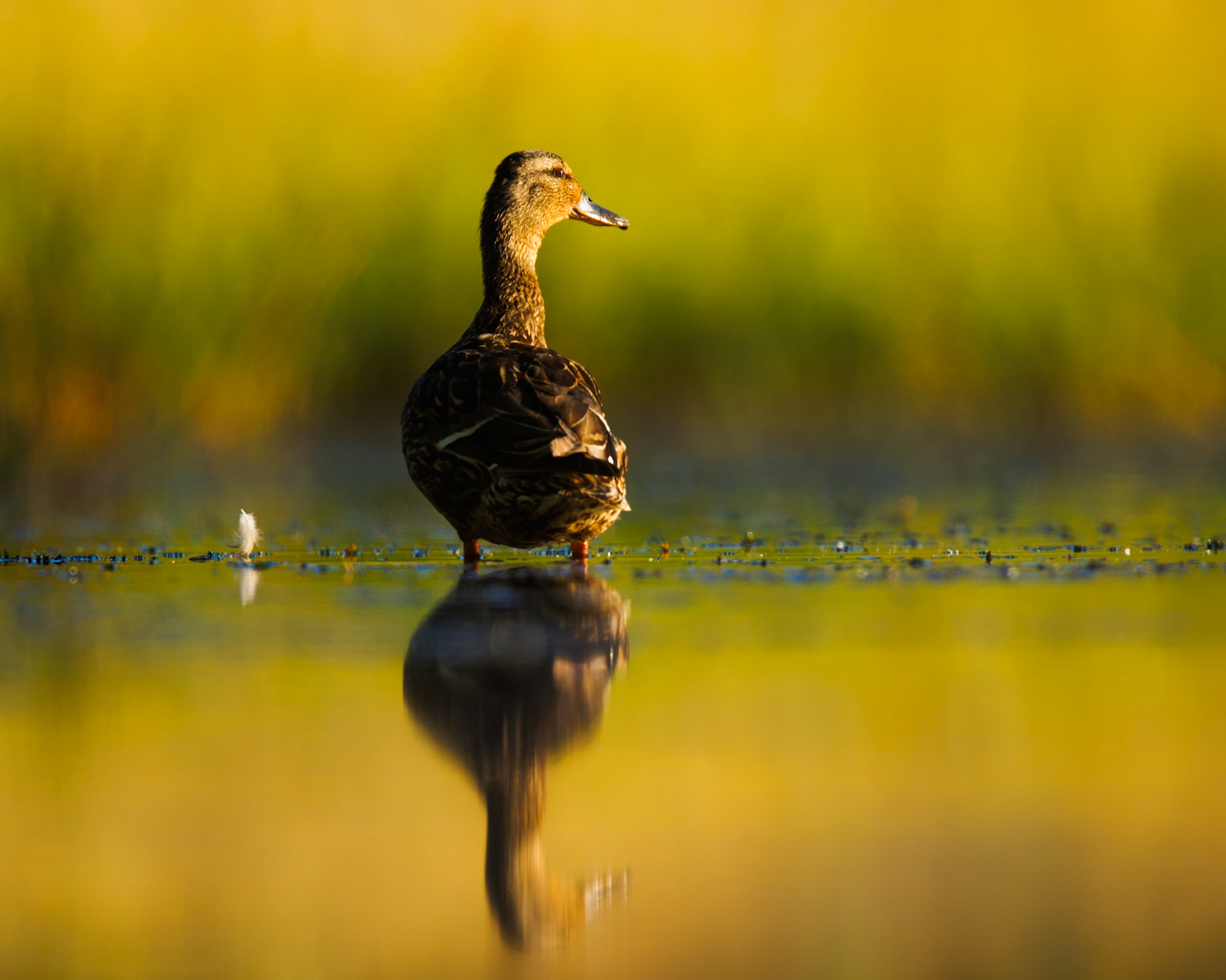Mallard