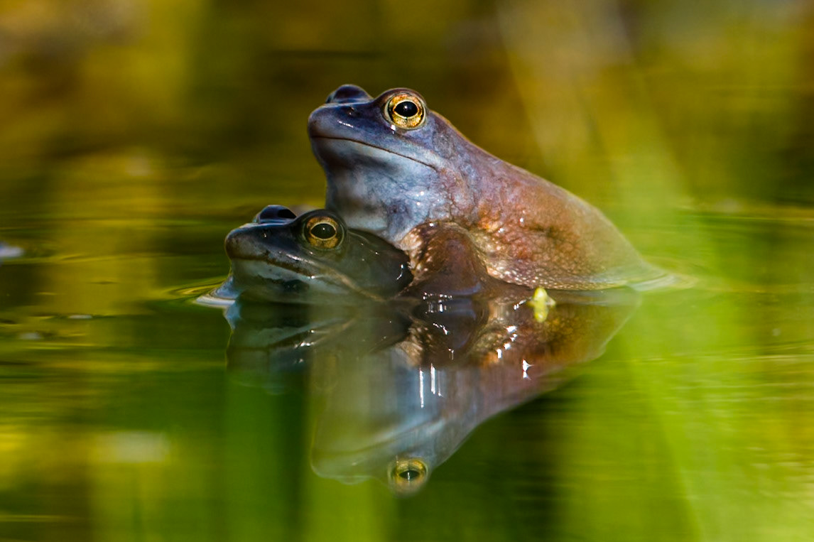 Moor Frog