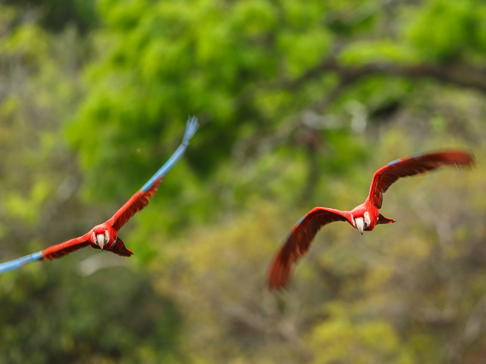 Red-and-Green Macaw