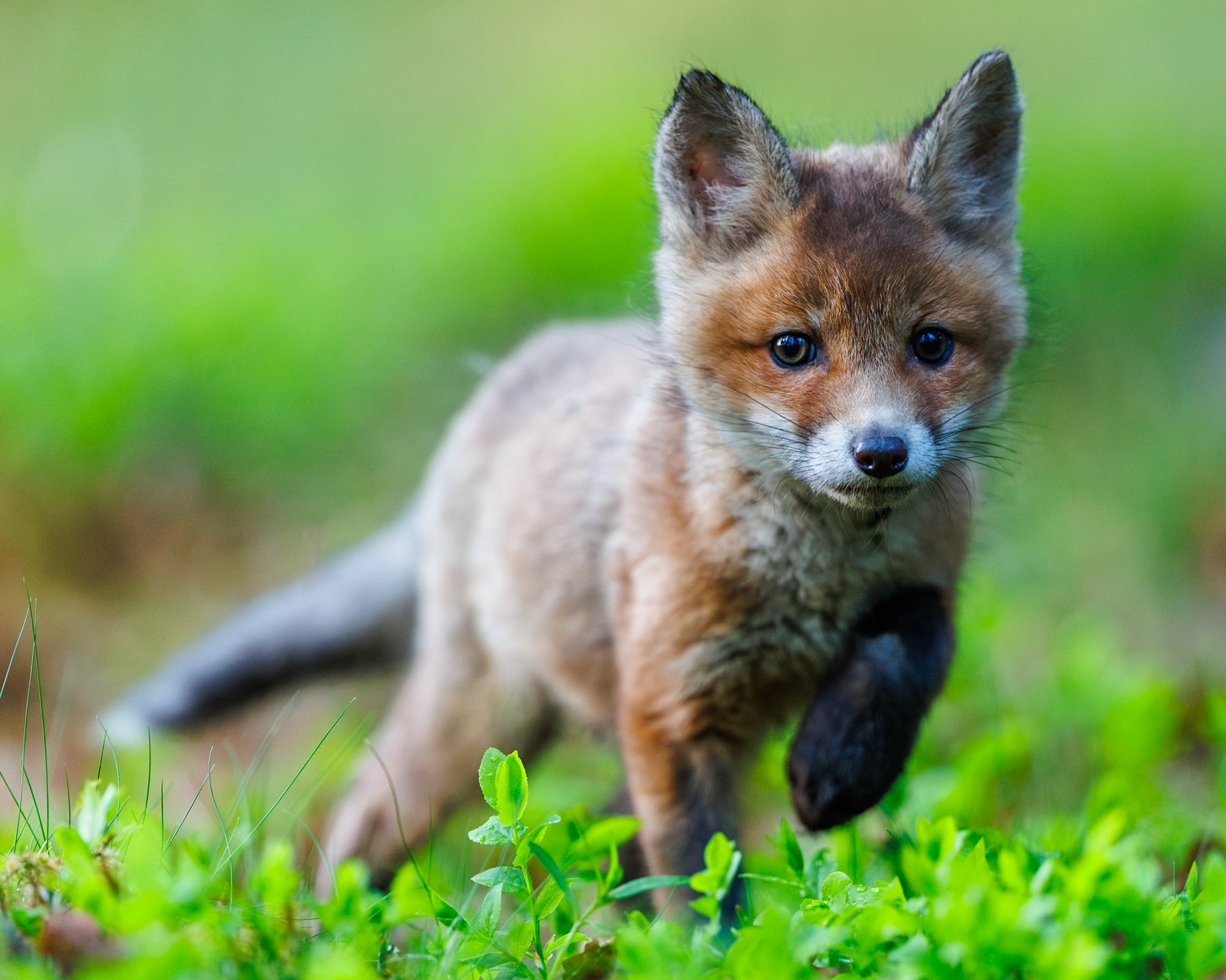 Red fox
