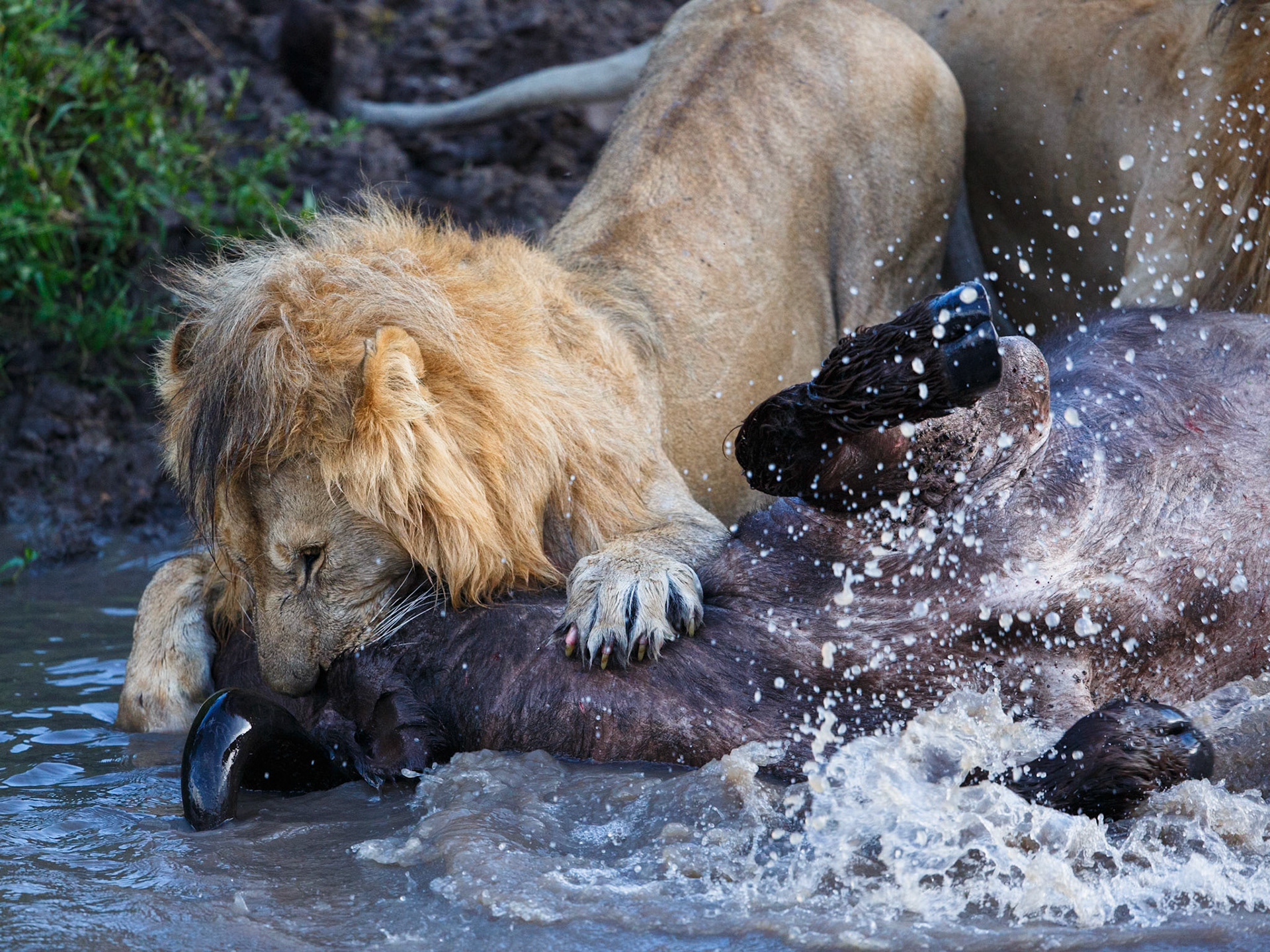 Lion in Masai Mara 2014