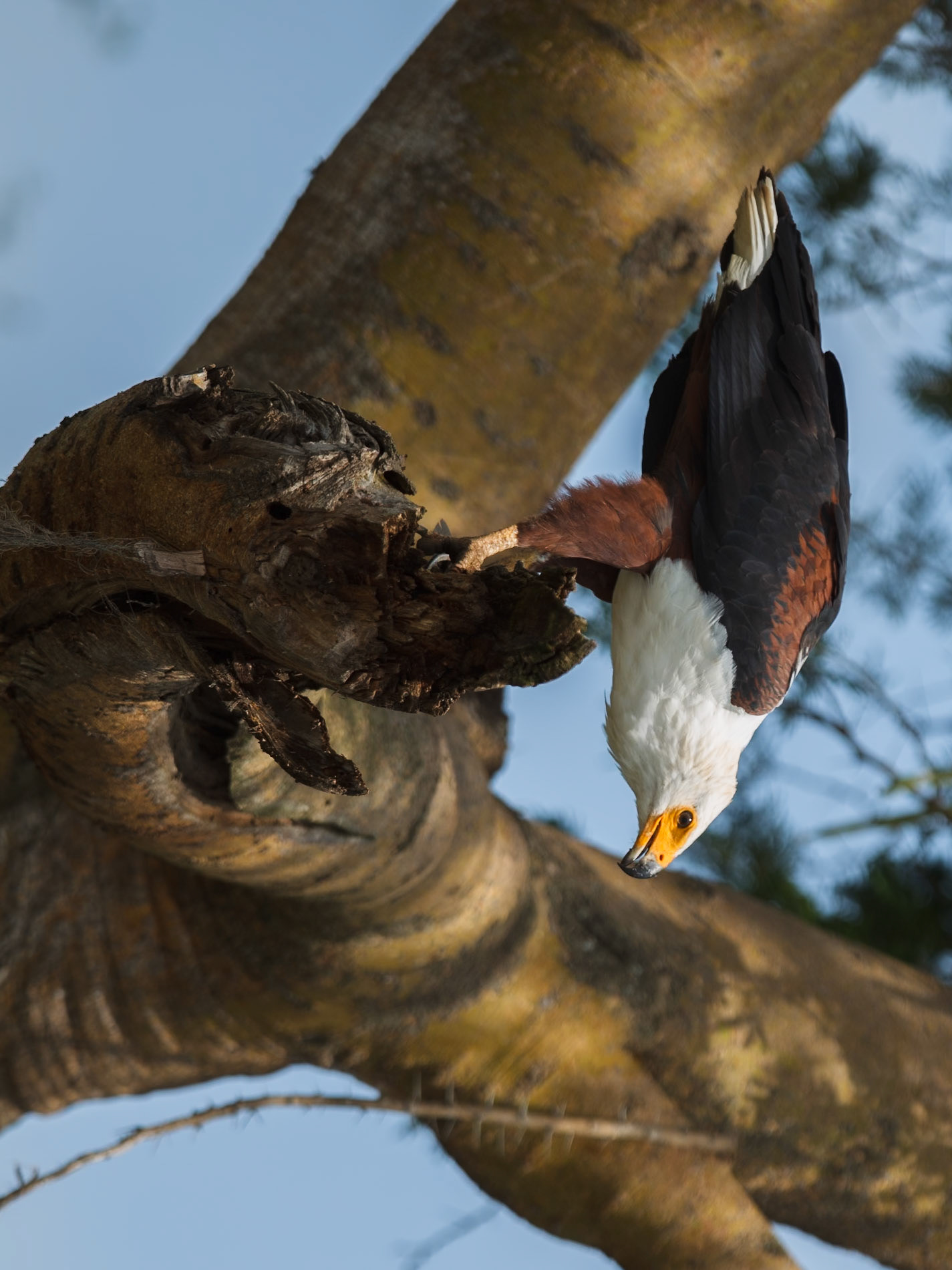 African Fish-eagle