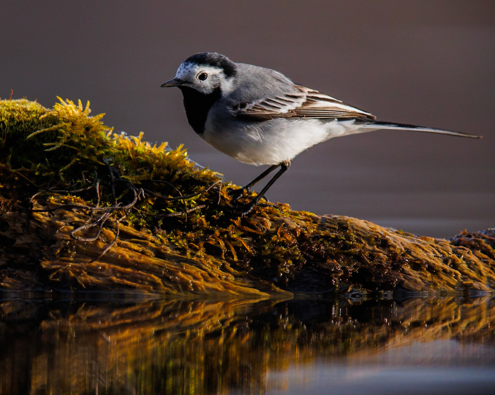 Wagtail