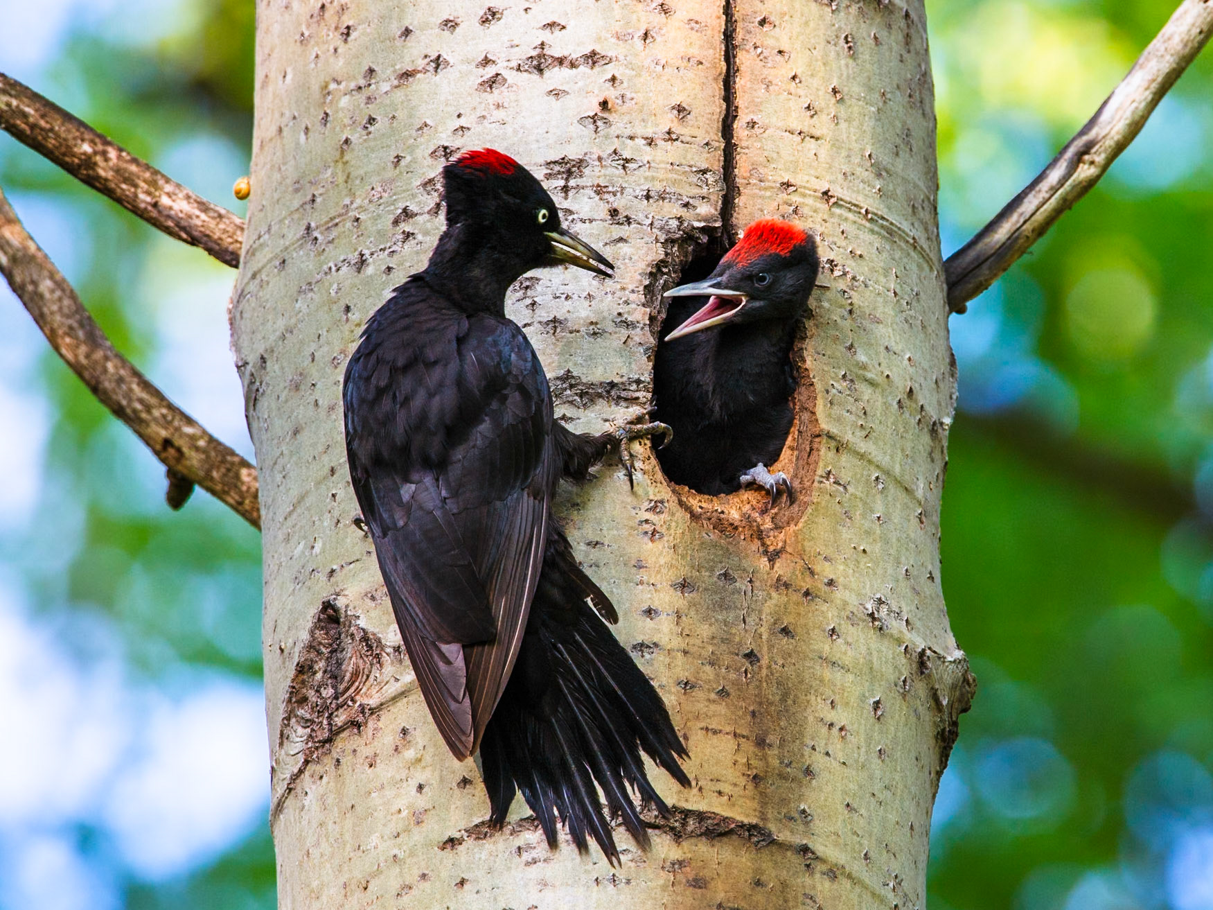 Black Woodpecker