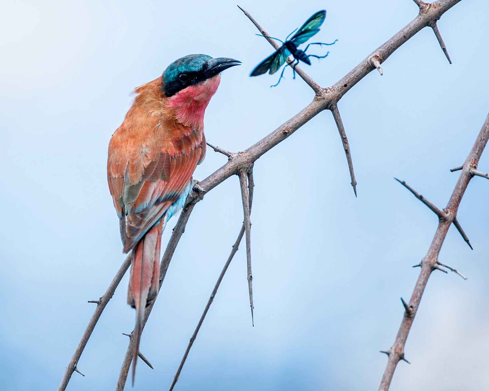 Southern carmine bee-eater