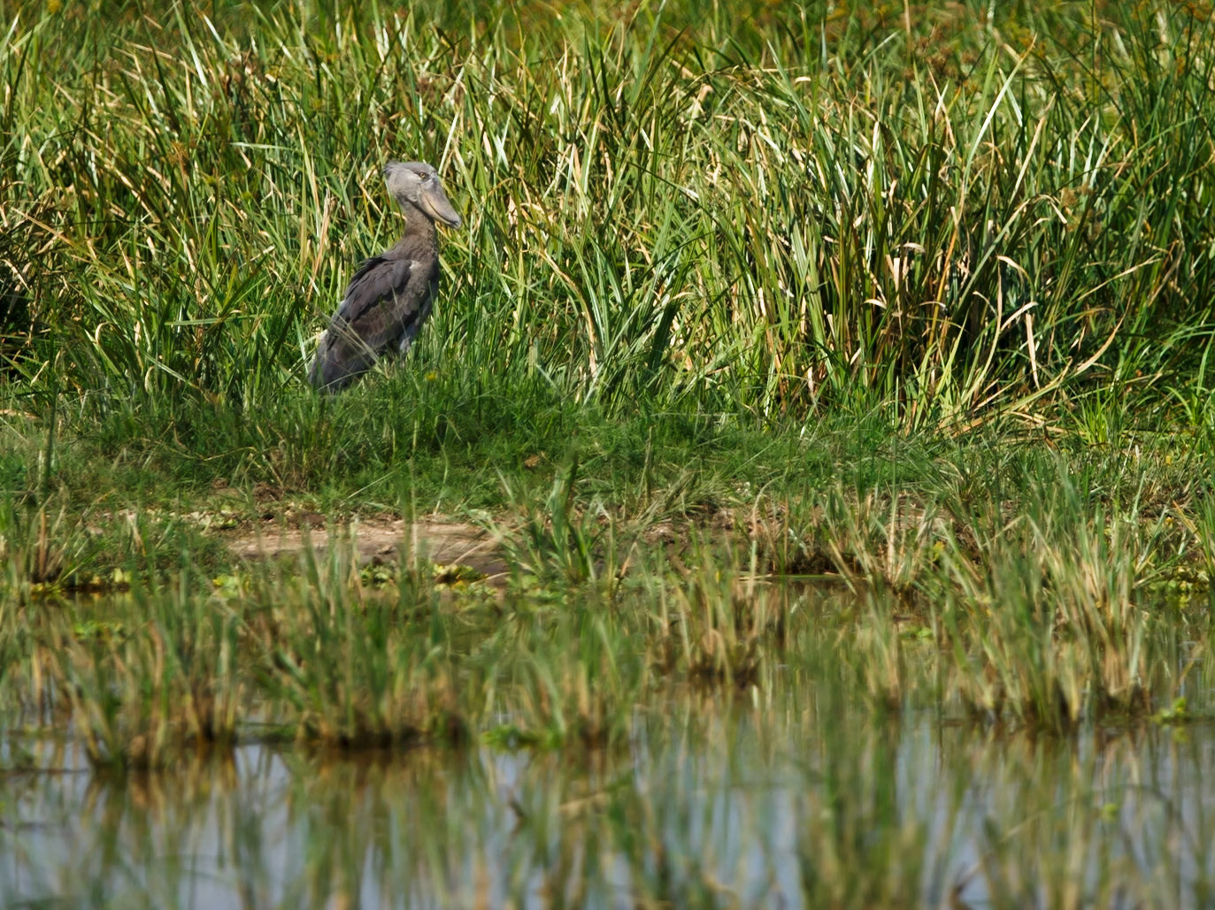 Shoebill