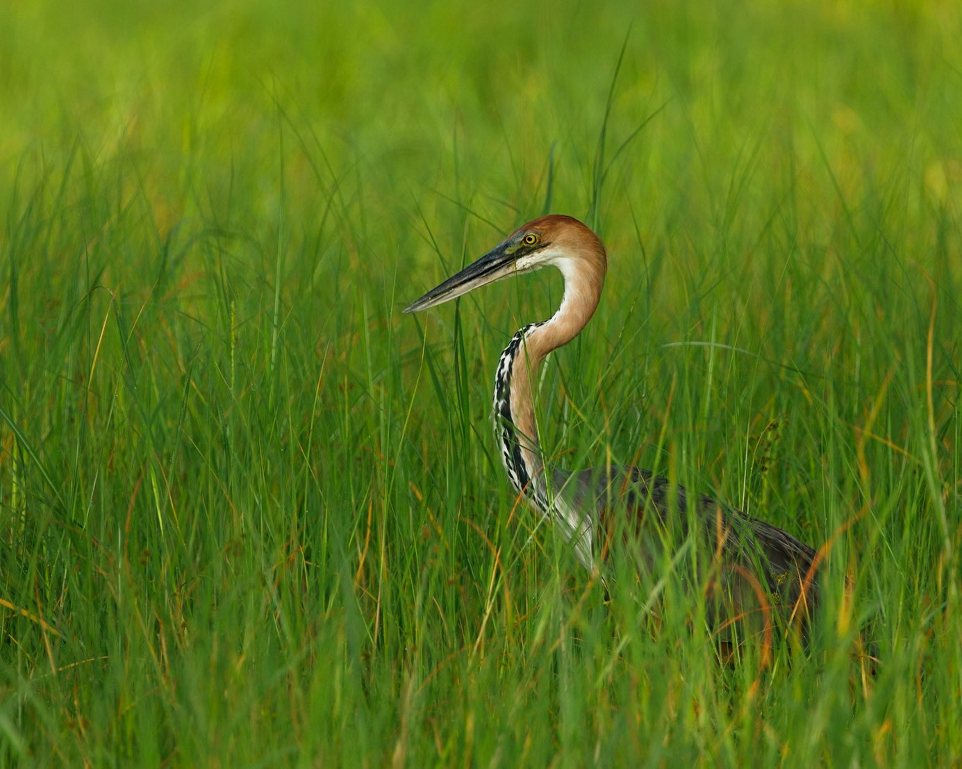 Goliath heron