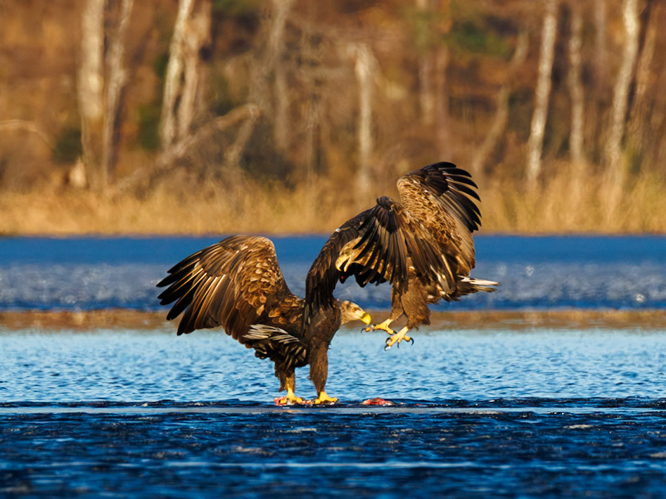 White-tailed Eagle