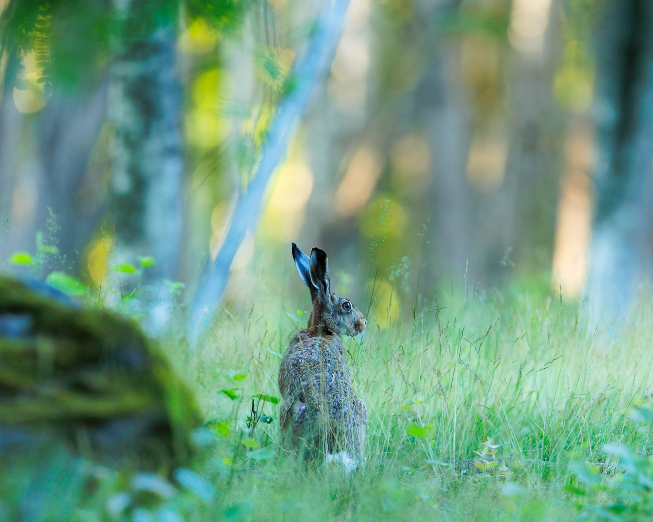 European Hare