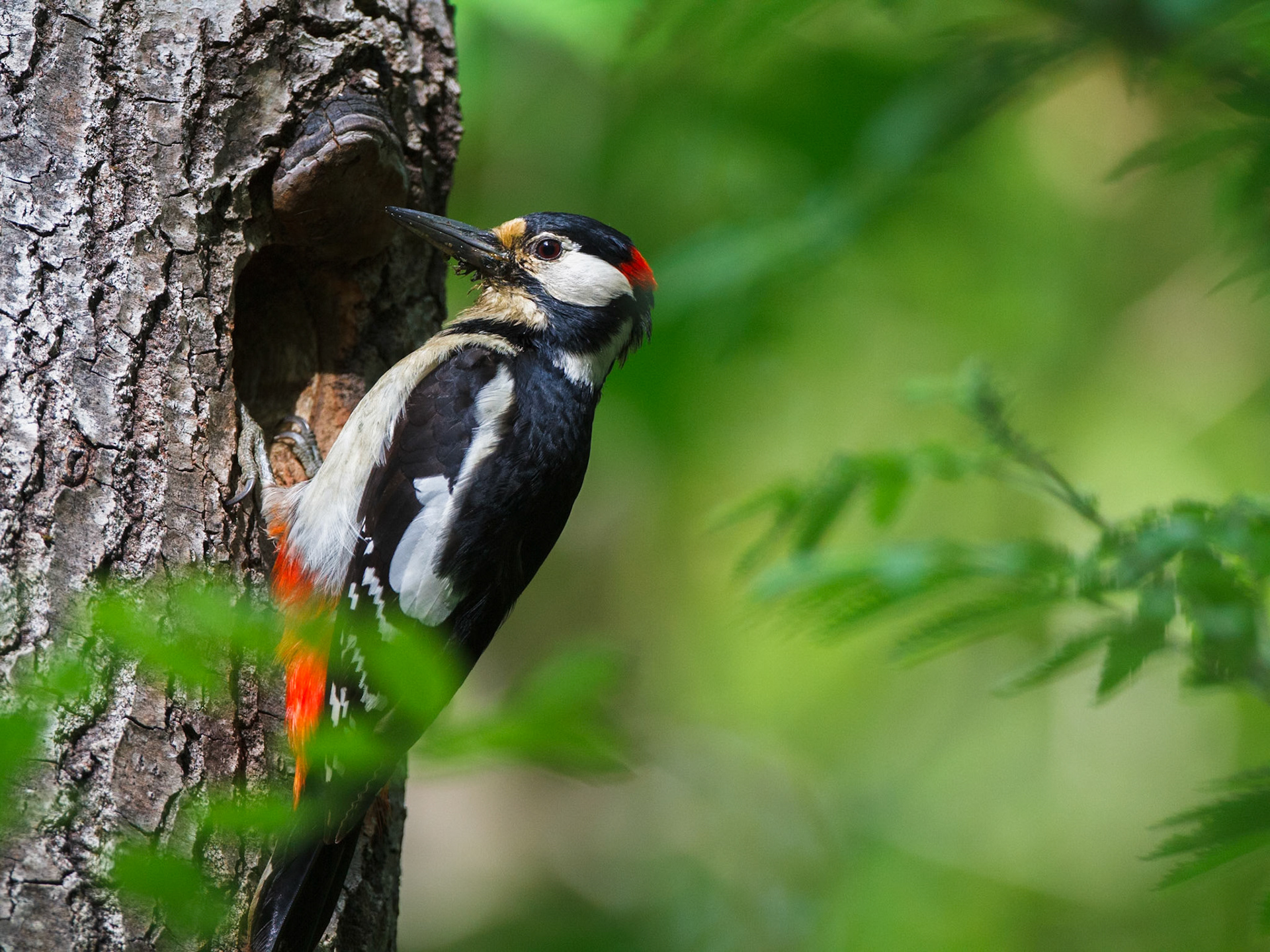 Great Spotted Woodpecker
