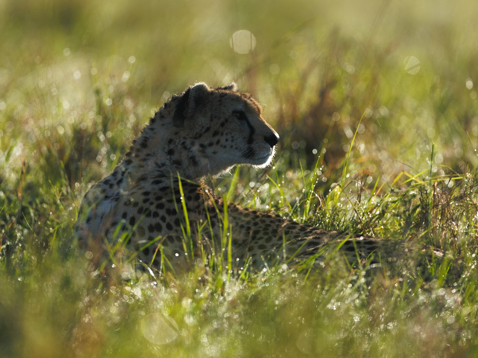 Cheetah in Masai Mara 2026