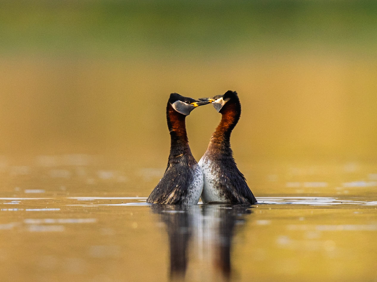 Red-necked Grebe