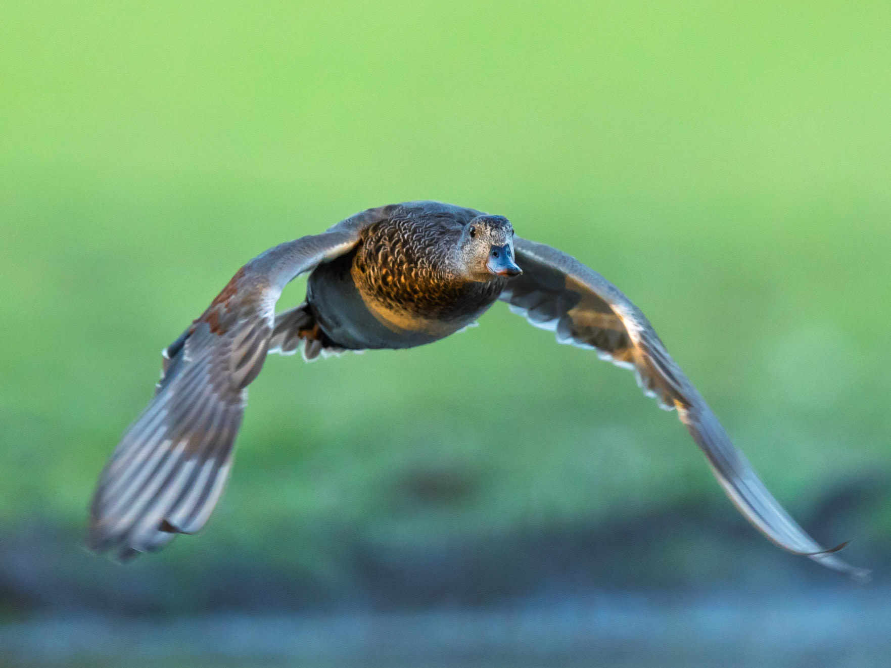 Gadwall