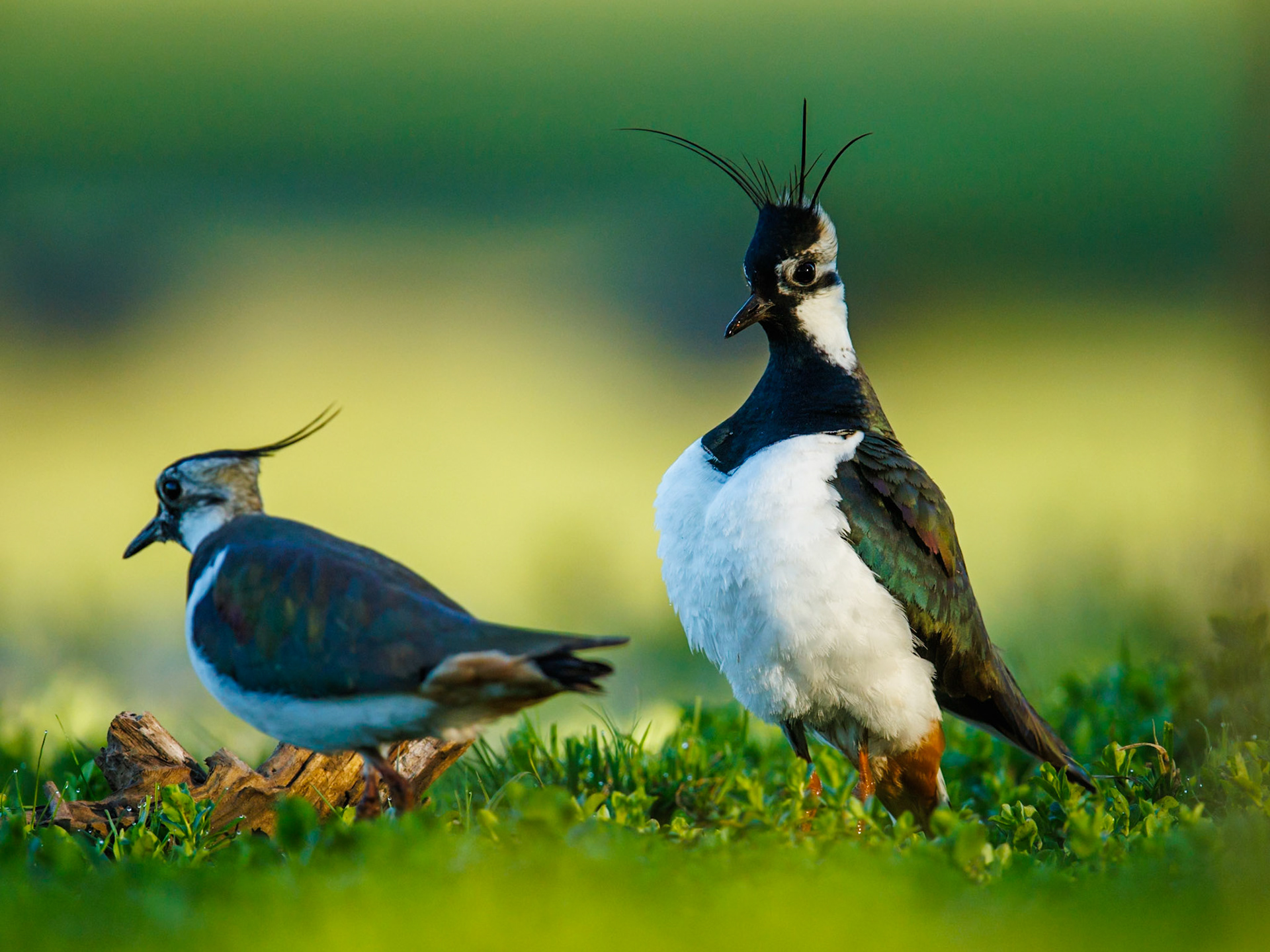 Northern lapwing