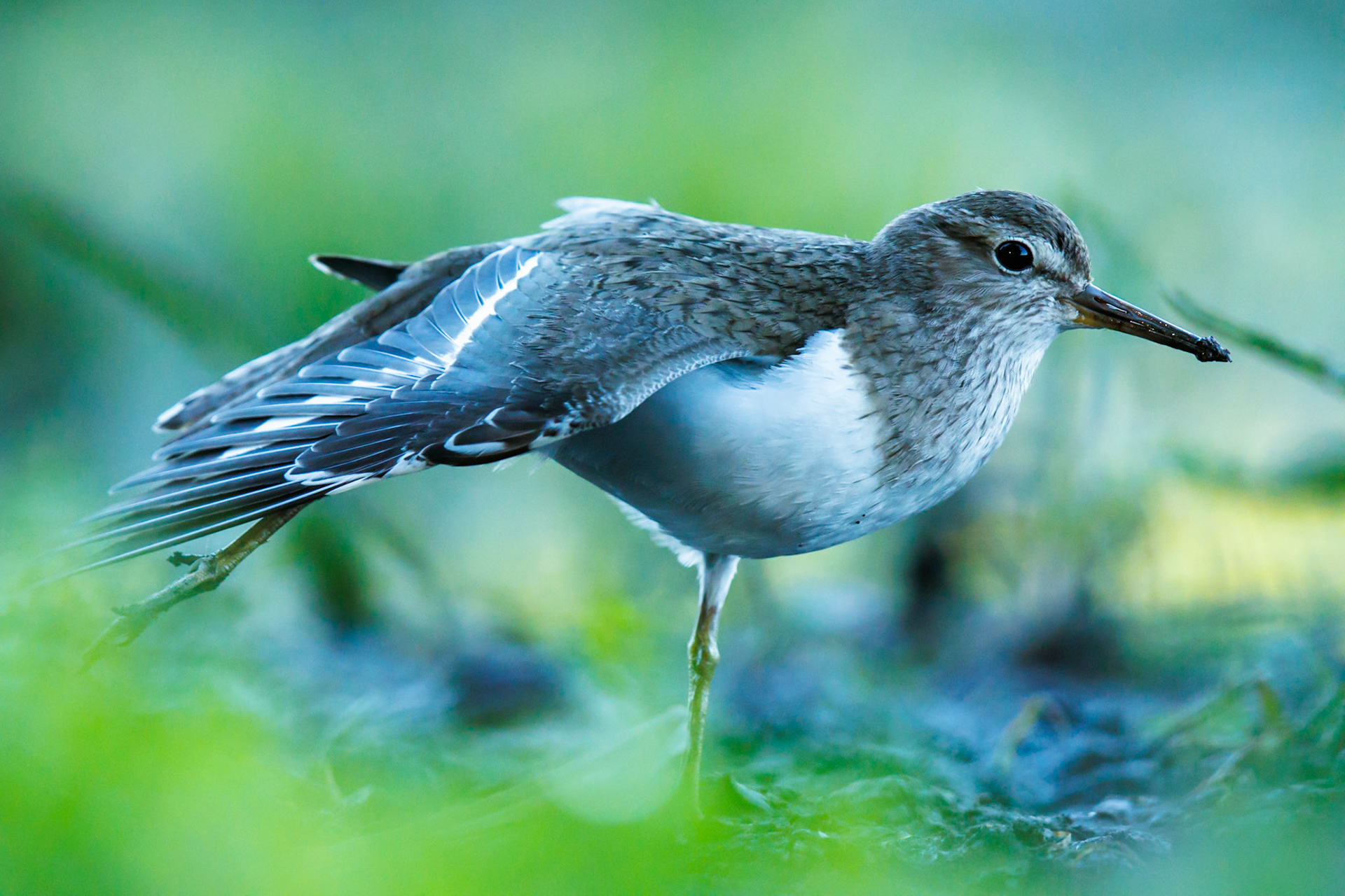 Common sandpiper