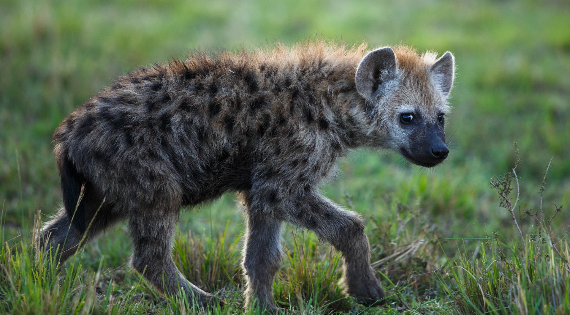 Spotted Hyena in Masai Mara 2014