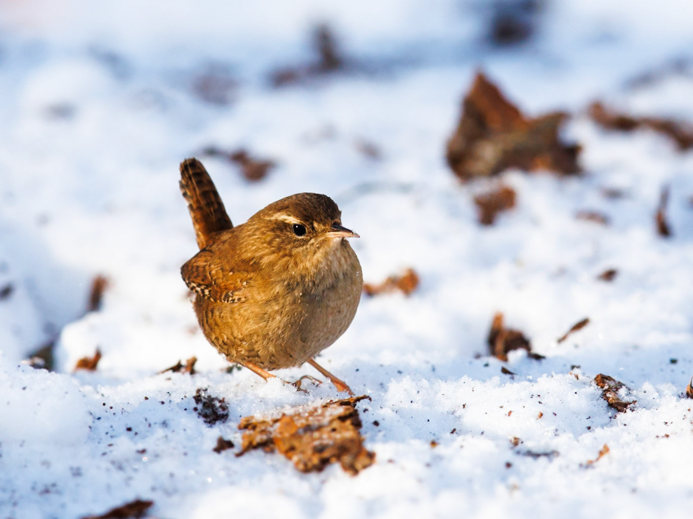 Wren