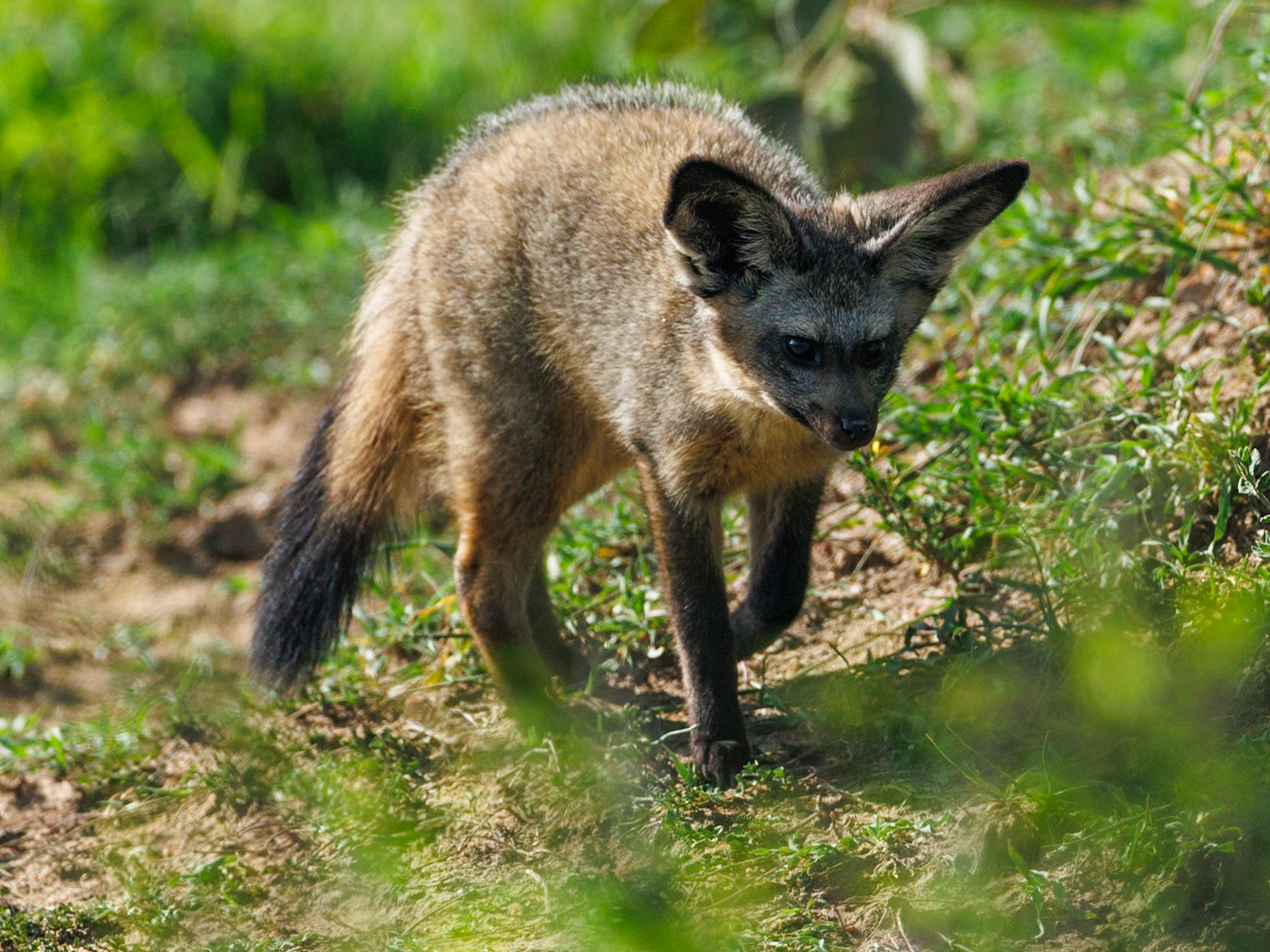 Bat-eared fox in Masai Mara 2026