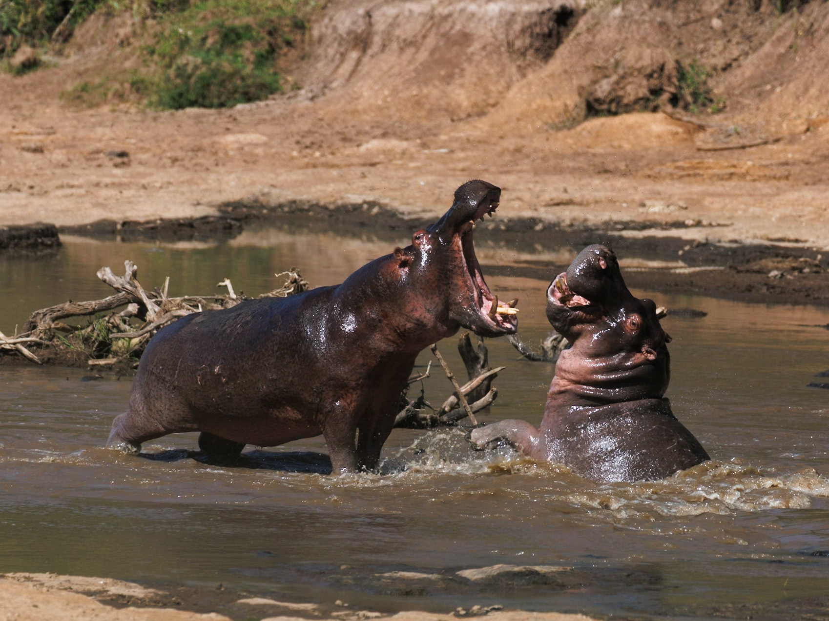 Hippos in Masai Mara 2026