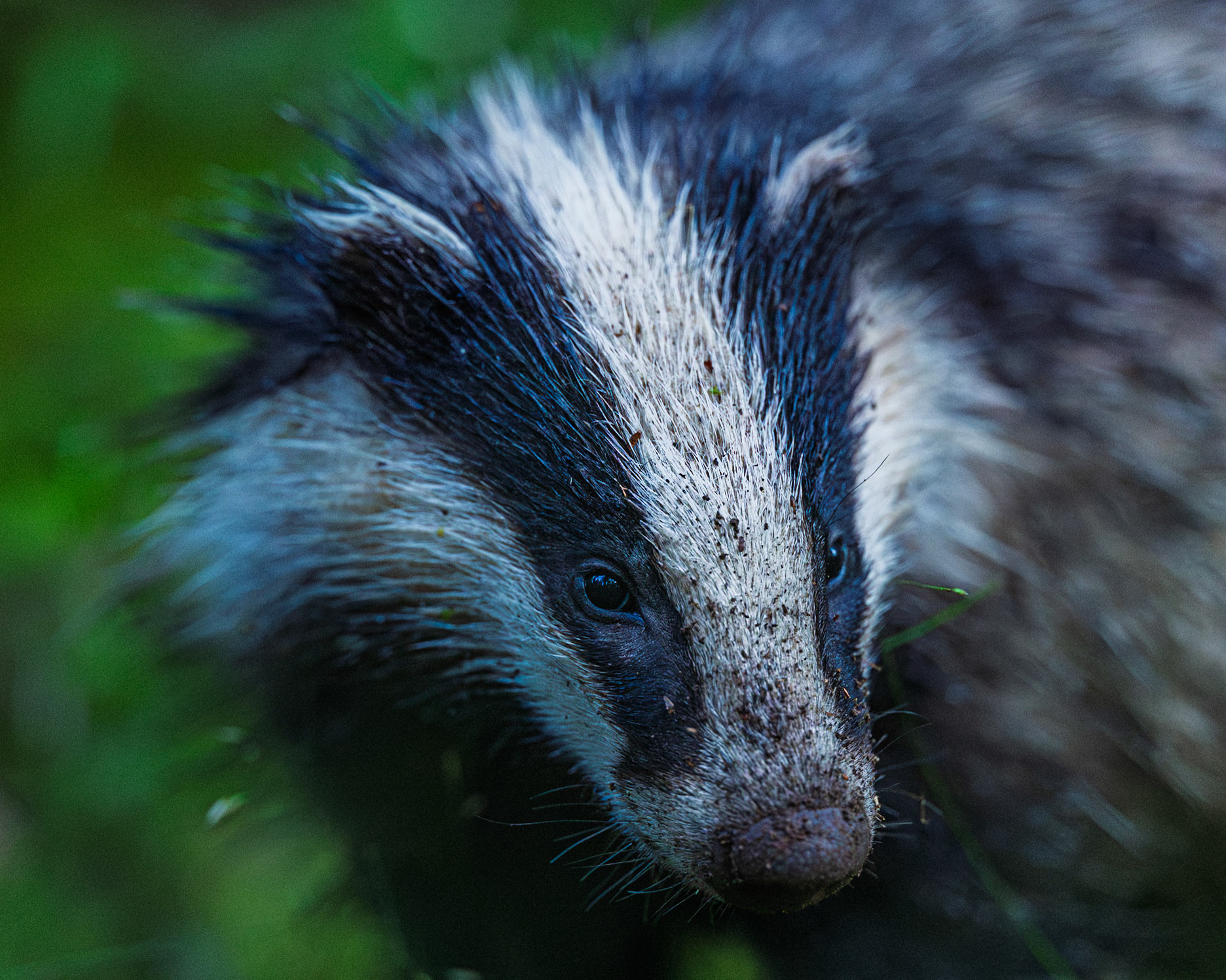 Badger