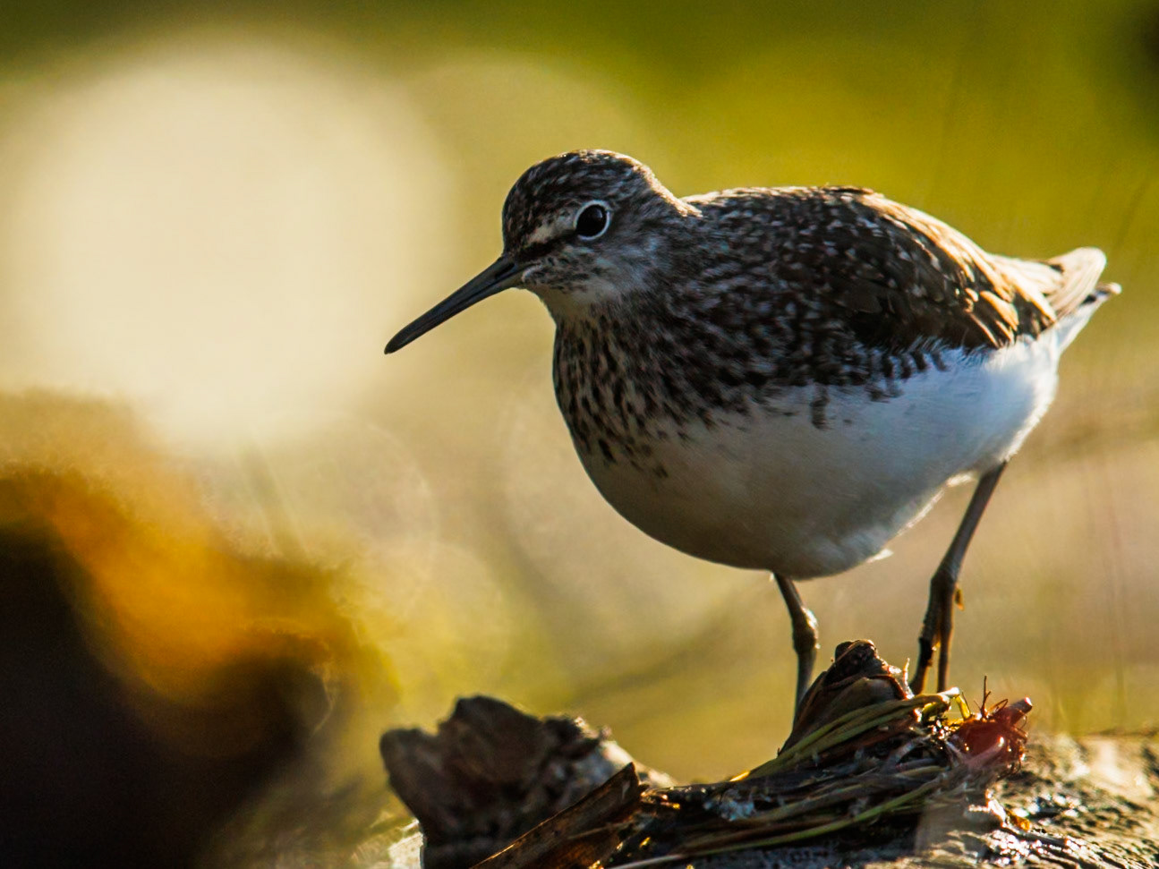 Green Sandpiper