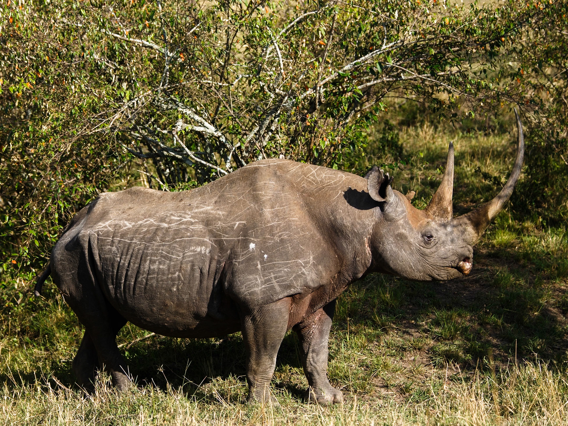 Black Rhinoceros in Masai Mara 2014