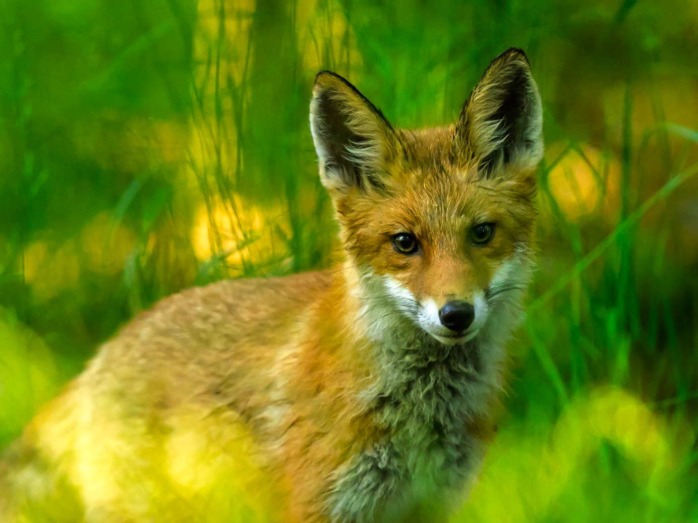 Red Fox