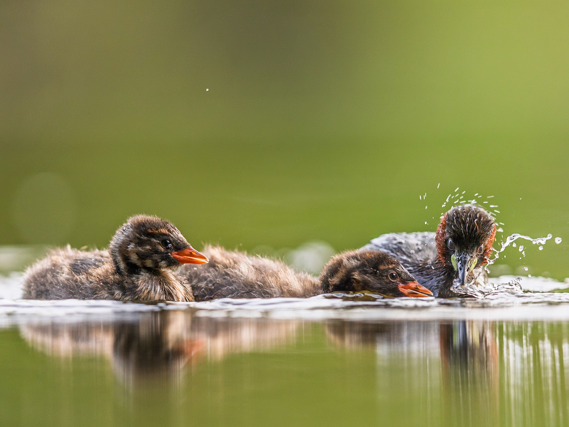 Little Grebe
